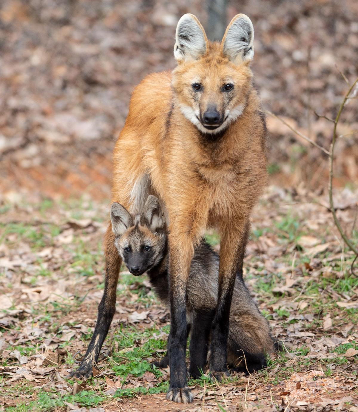 The 4 maned wolf pups now have names. What did the Greensboro Science Center choose?