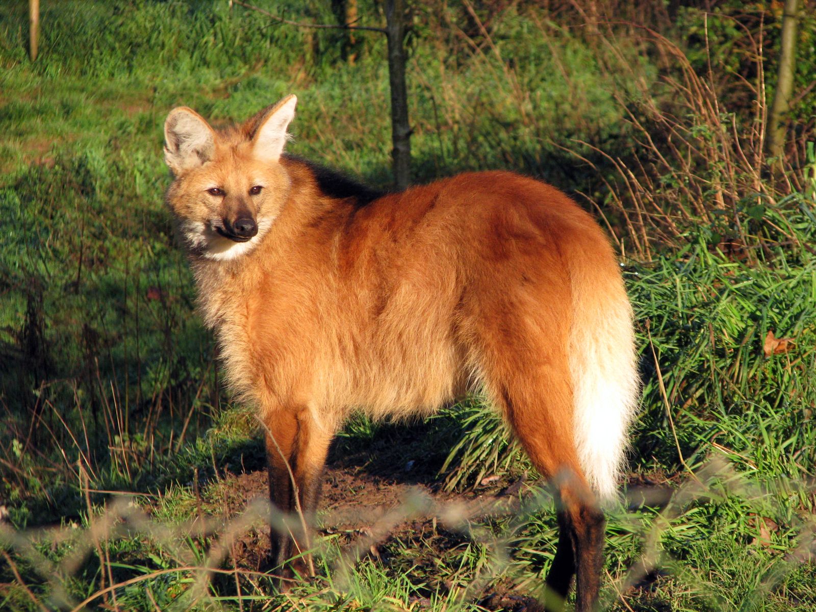Maned Wolf (Chrysocyon brachyurus) · iNaturalist
