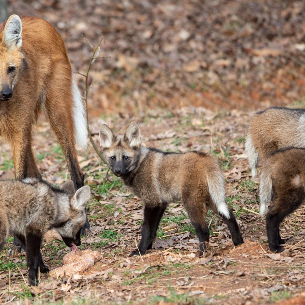 maned wolf pups now have names. What did the Greensboro Science Center choose?
