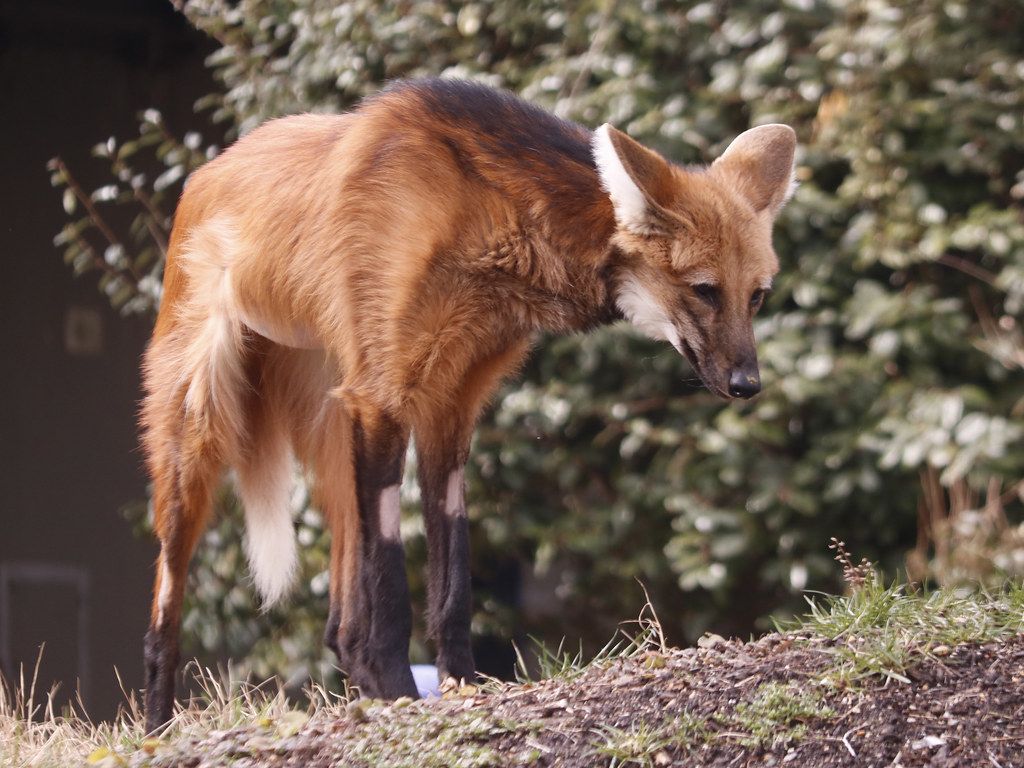 Maned wolf. The zoo's Maned wolf after it had completed its