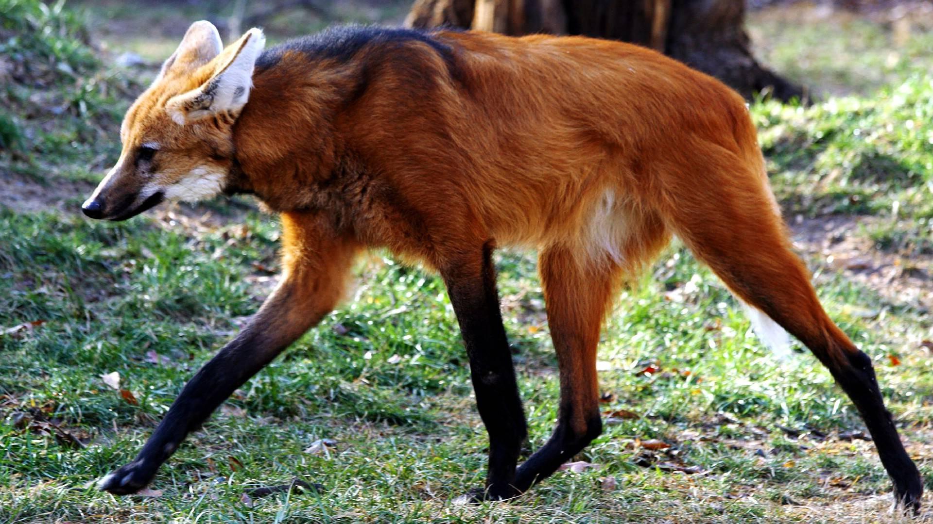 Interesting animal of the day: The Maned Wolf