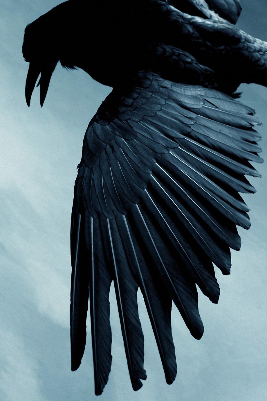 Black Raven Bird Wallpaper Stops When The Hammer Drops