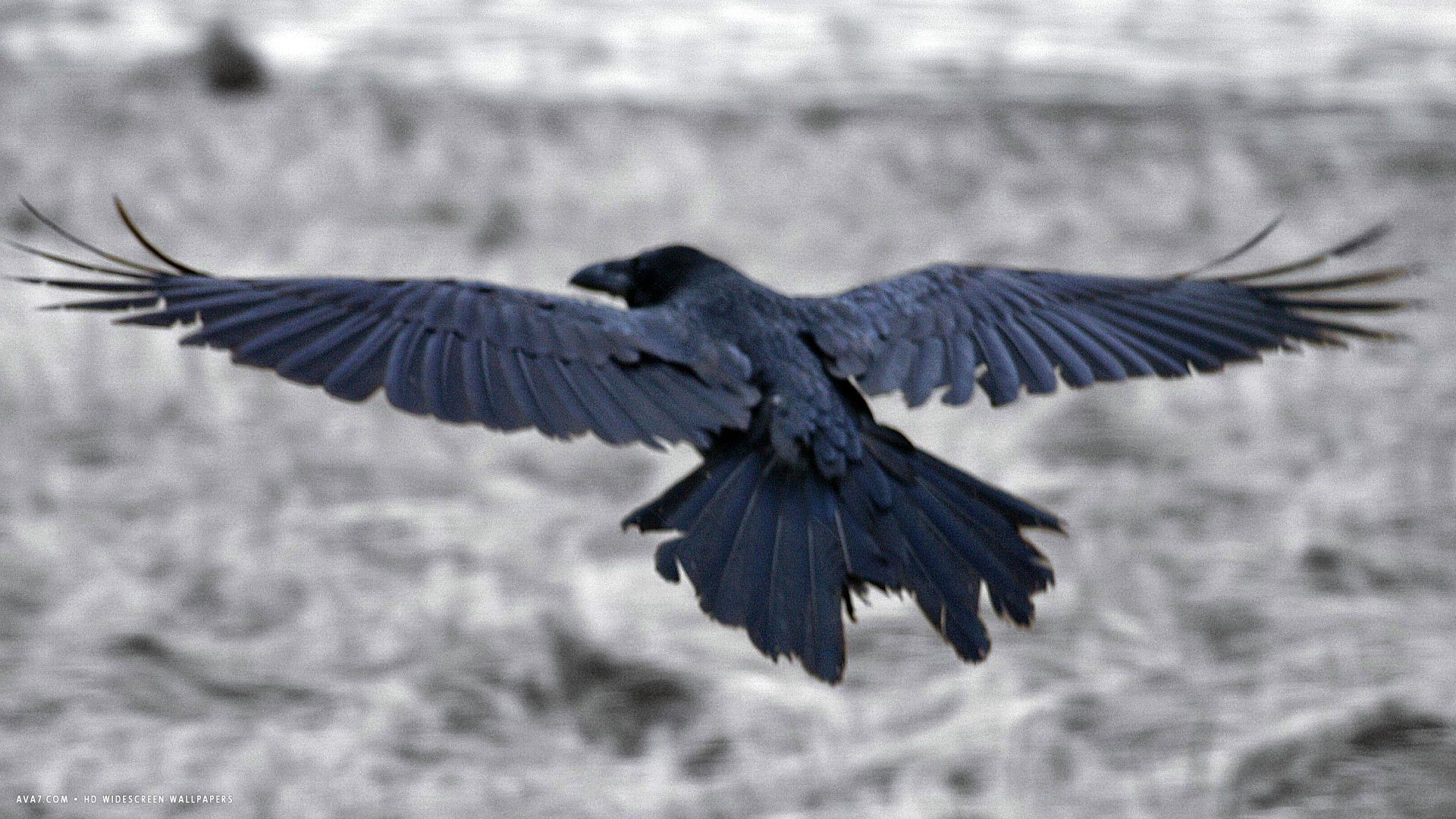 raven north atlantic bird HD widescreen wallpaper / birds background
