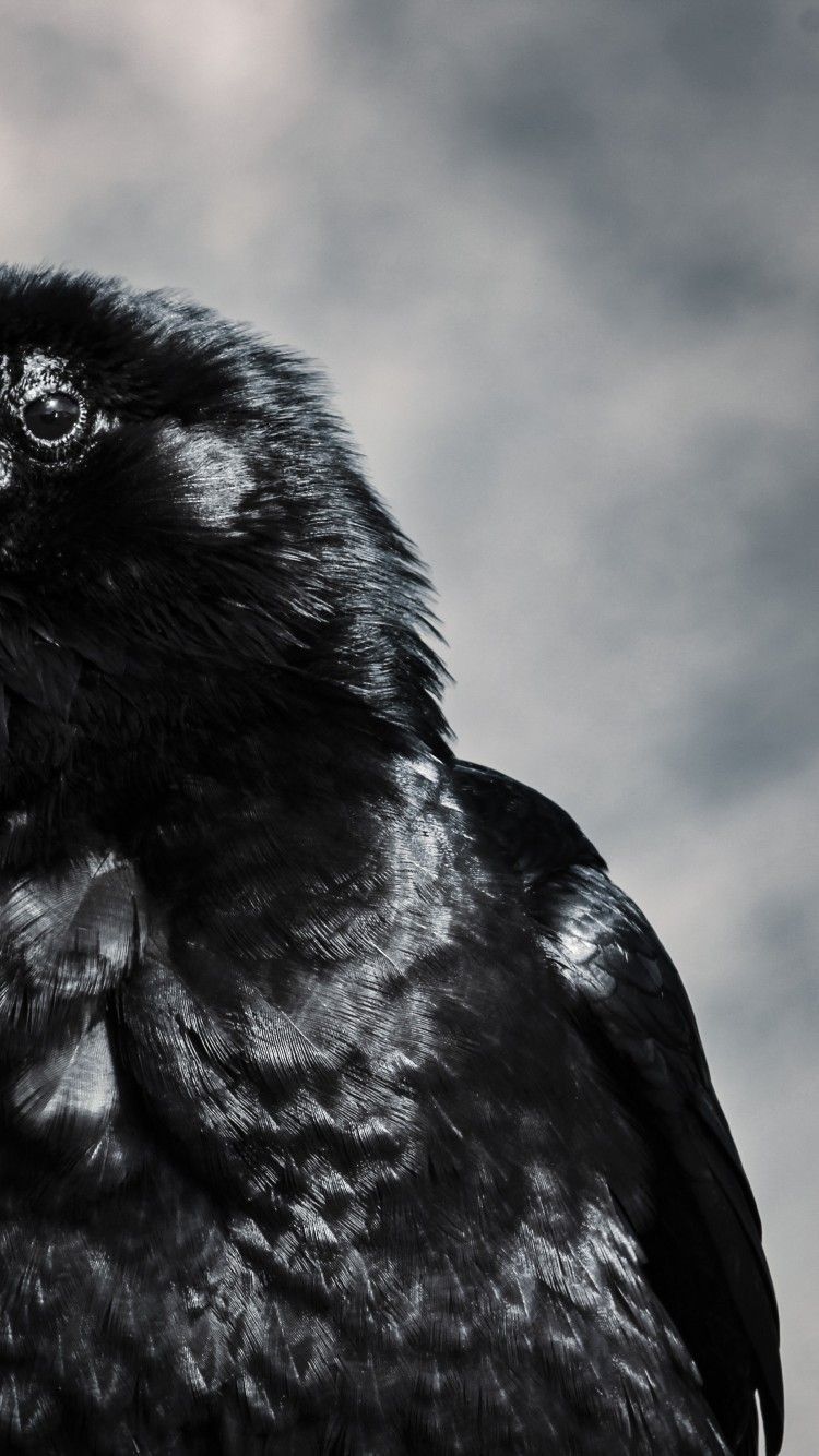 Raven, Black Birds HD Wallpaper