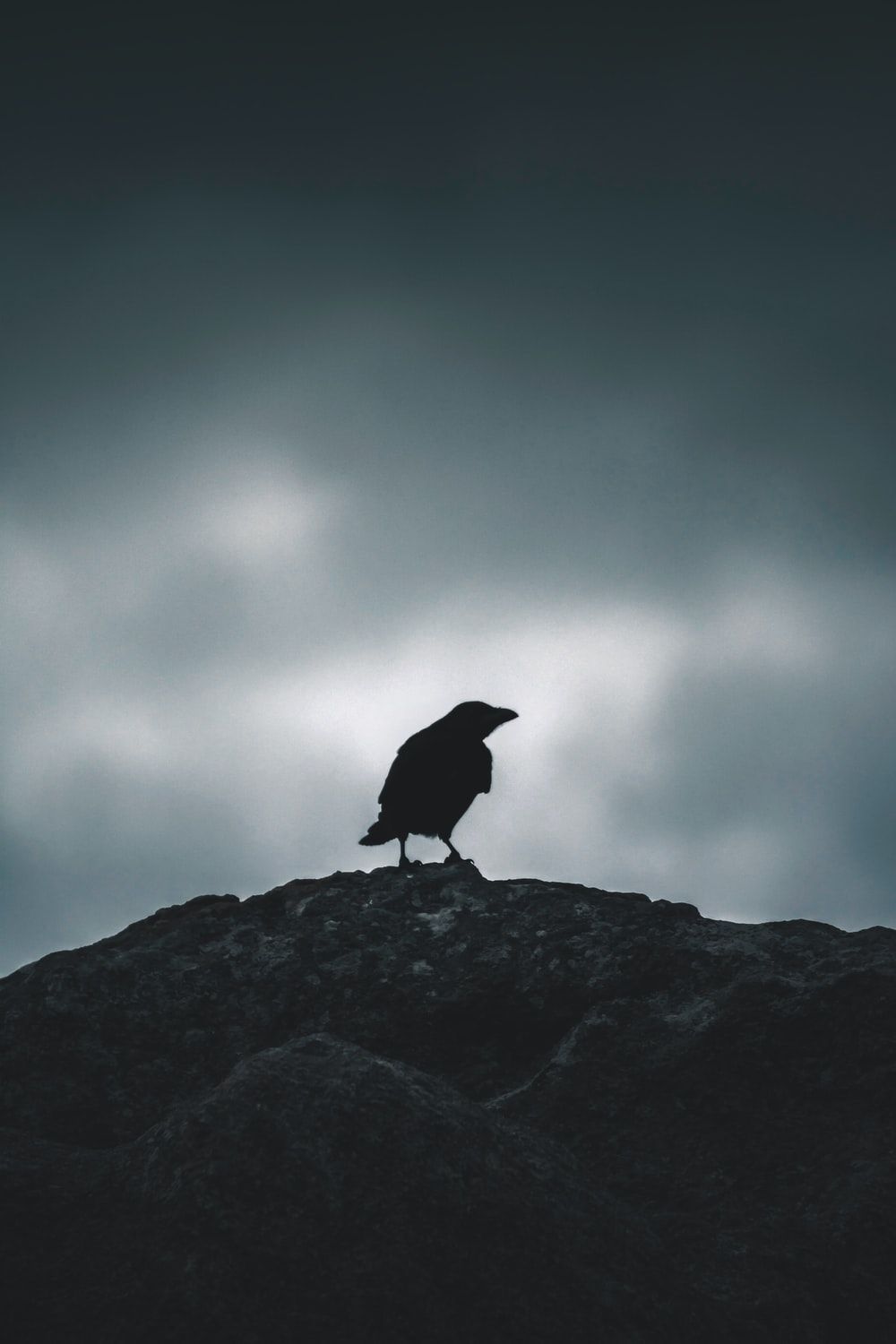 Raven Picture [HD]. Download Free Image