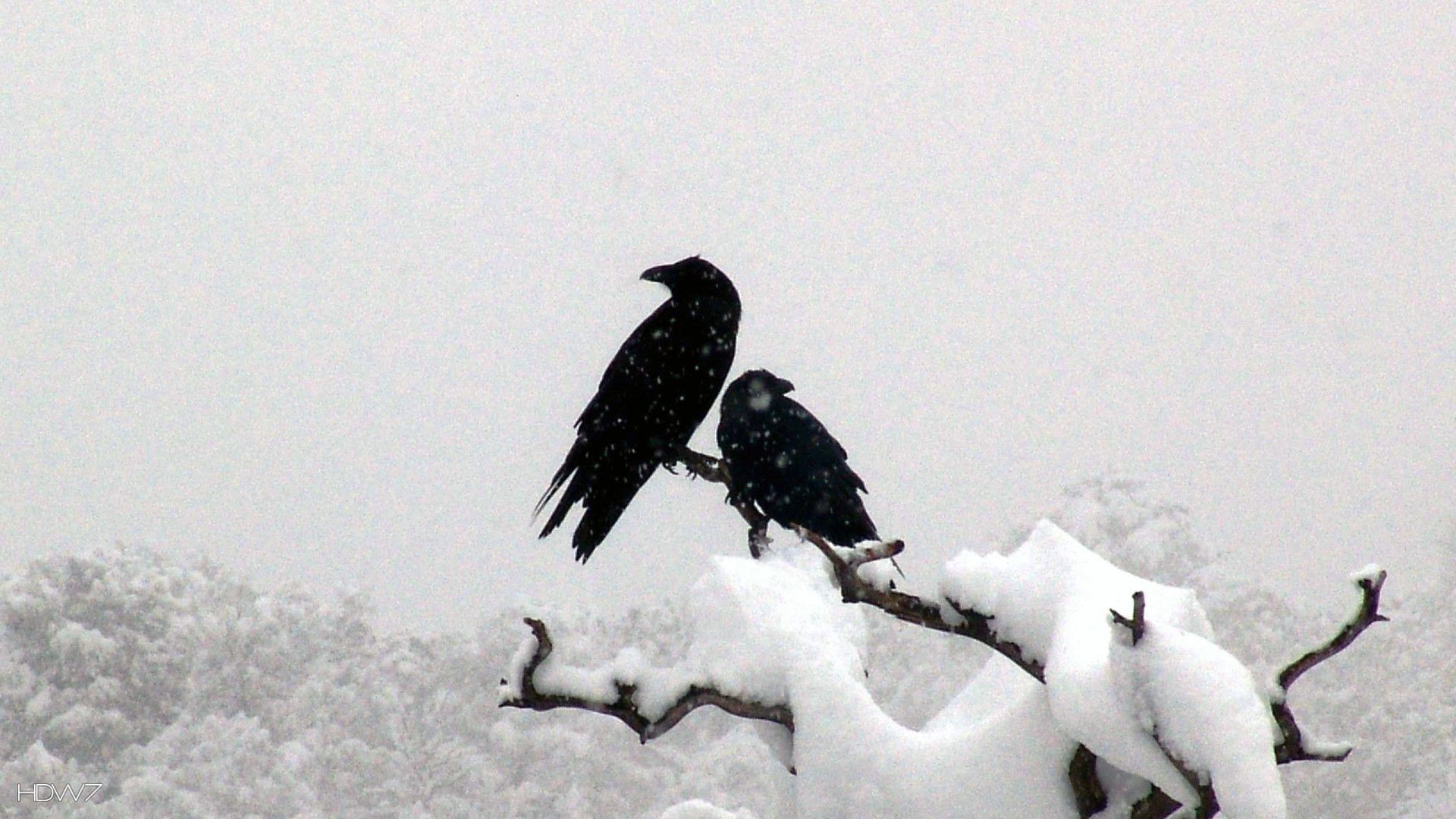 raven snow two ravens bird tree branch. HD wallpaper gallery
