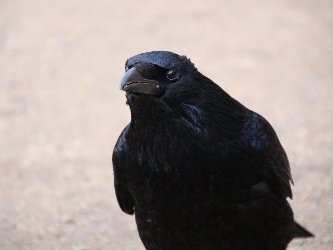 Desktop Wallpaper Raven Bird, Crow, Black Bird, HD Image, Picture, Background, D2djgt