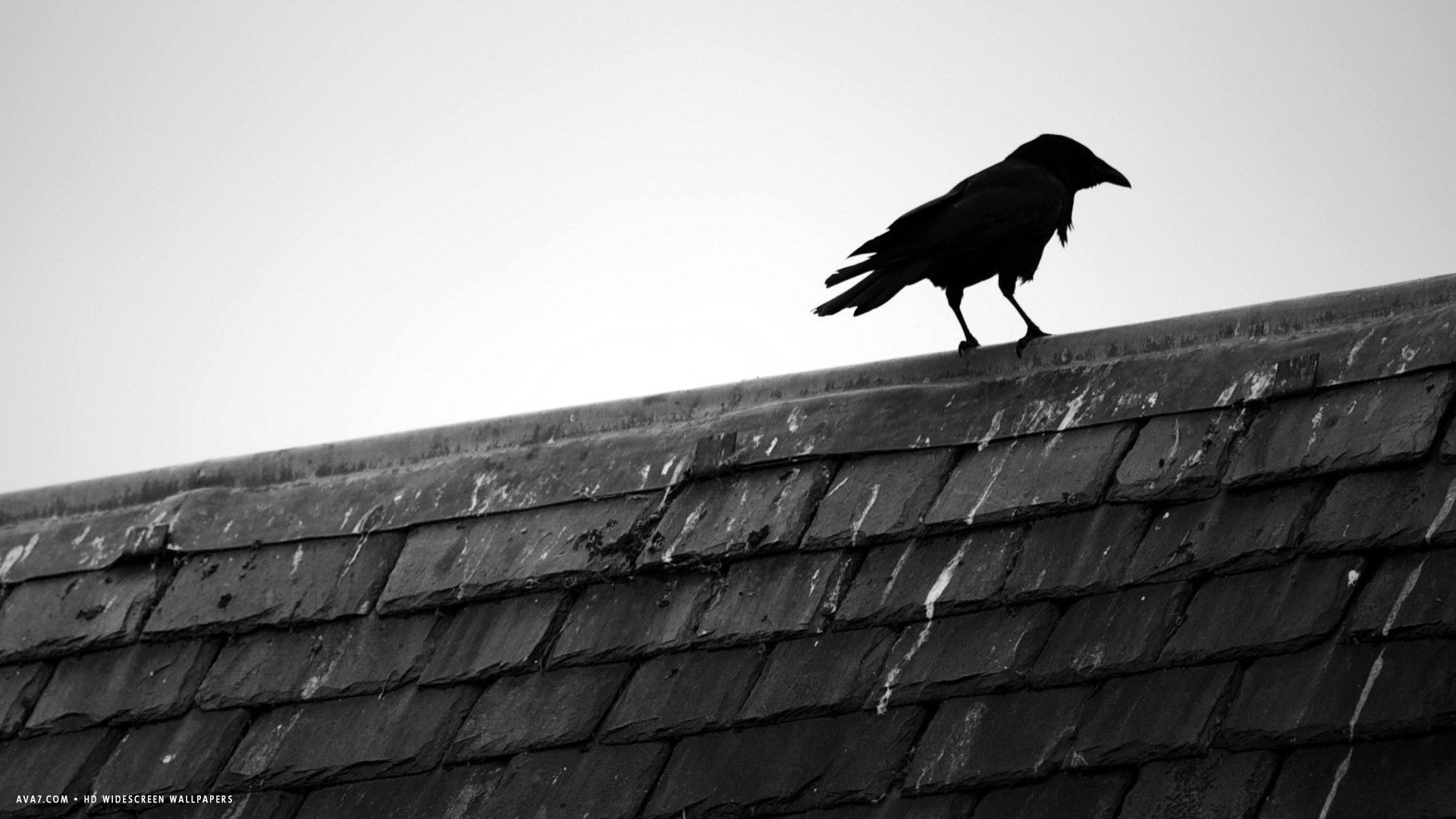 raven rooftop house bird black HD widescreen wallpaper / birds background