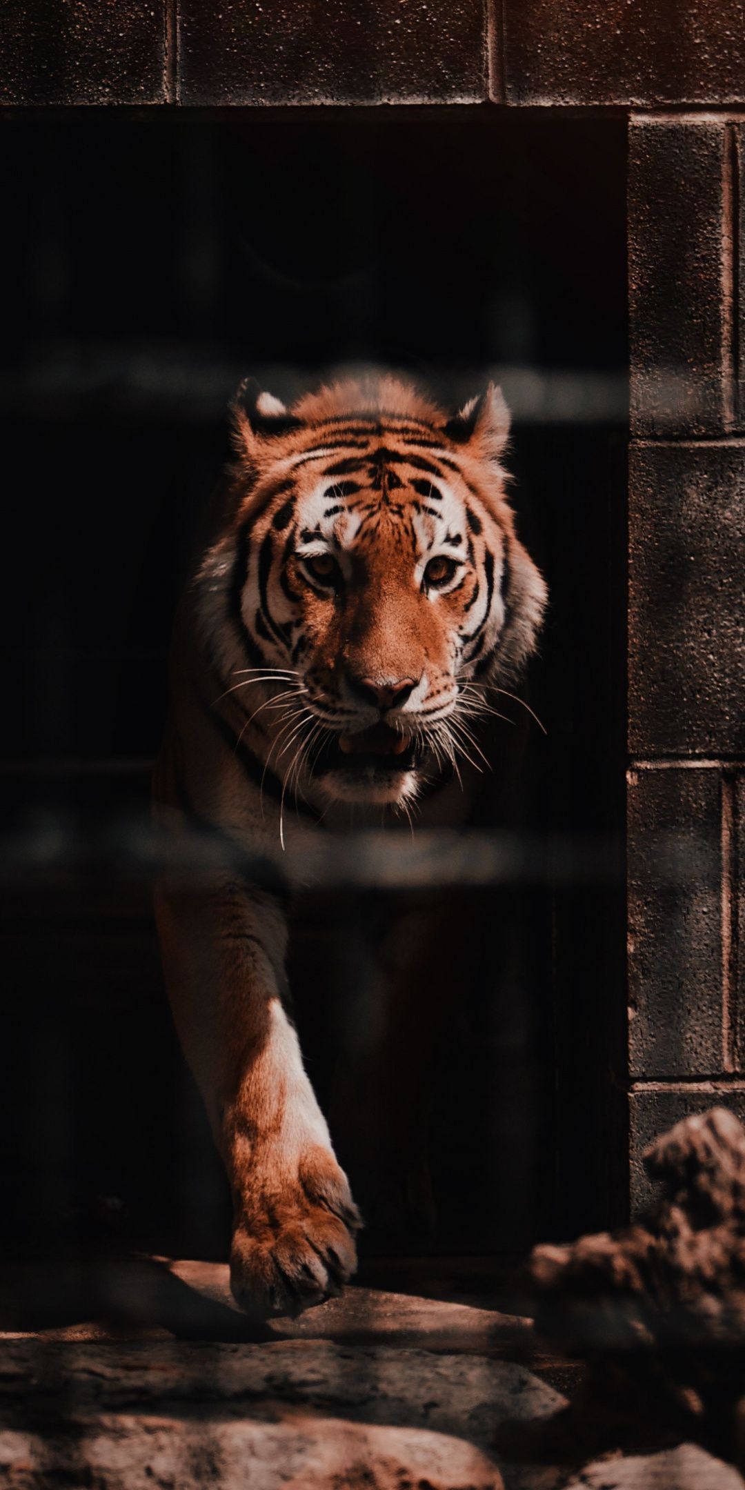 Tiger, wild, predator wallpaper. Animals, Animal wallpaper, Instagram dogs
