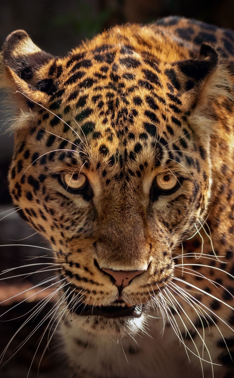 Download 950x1534 wallpaper wild, predator, curious, muzzle, jaguar, animal, iphone, 950x1534 HD image, background, 7938