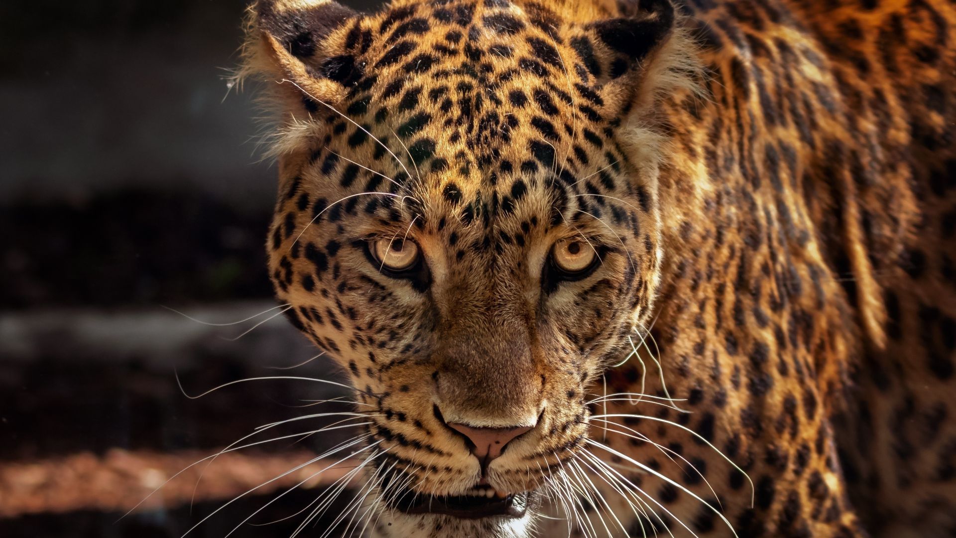 Desktop wallpaper wild, predator, curious, muzzle, jaguar, animal, HD image, picture, background, 585d7d
