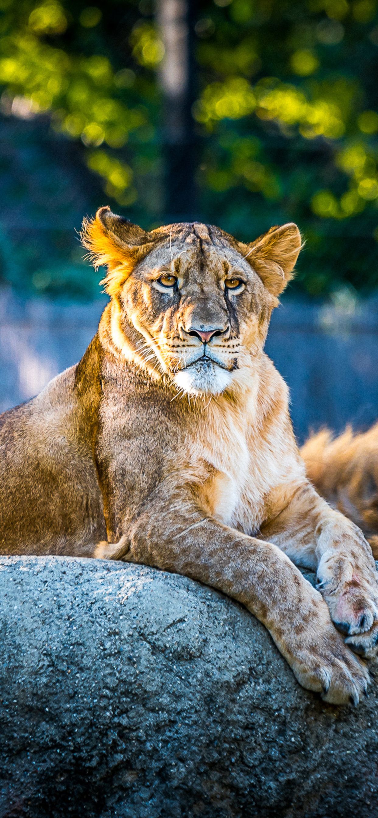 Lionesse Lion Predator Wild Animal 4k iPhone XS MAX HD 4k Wallpaper, Image, Background, Photo and Picture