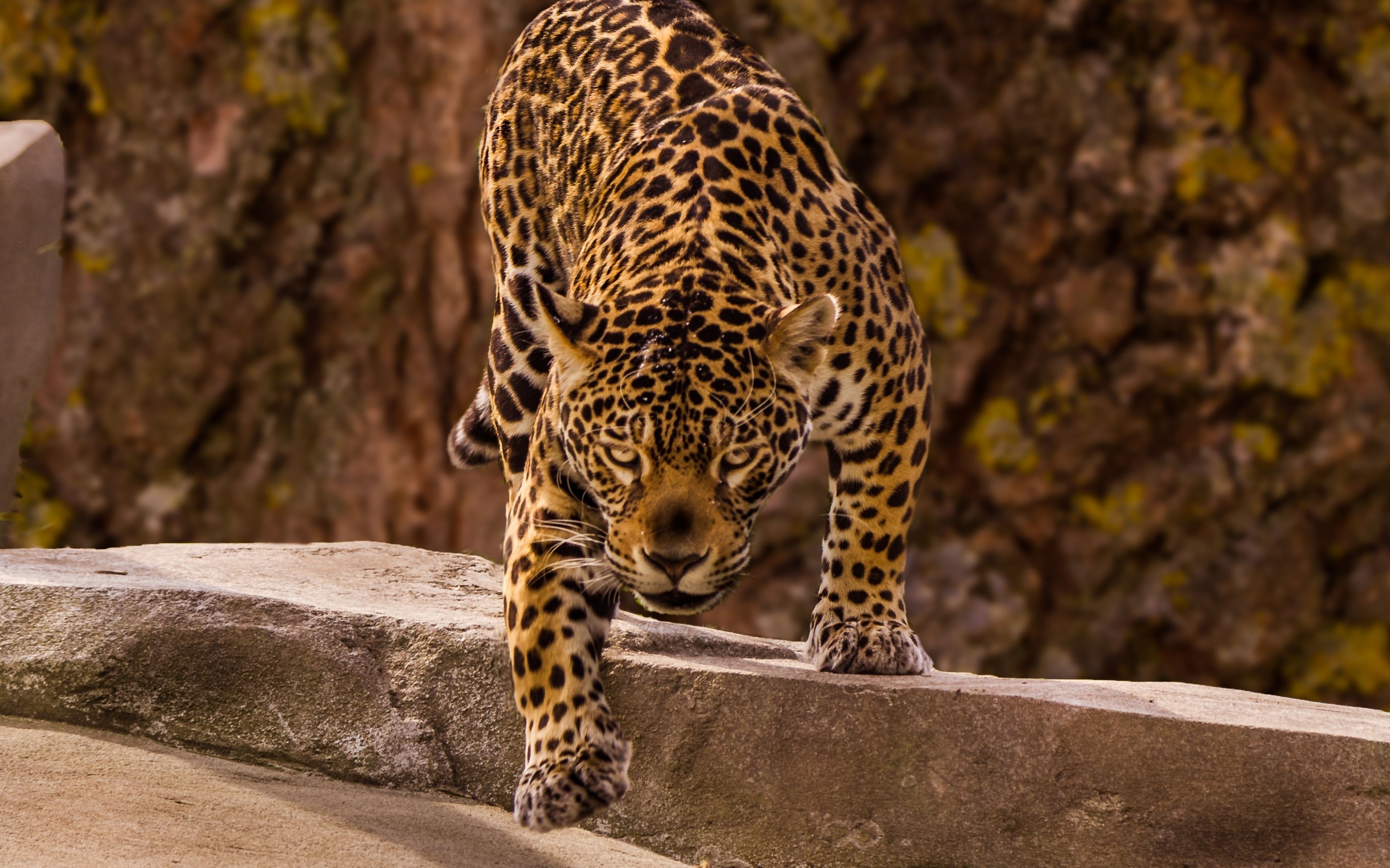 Jaguar, Predator, Wild, Wallpaper