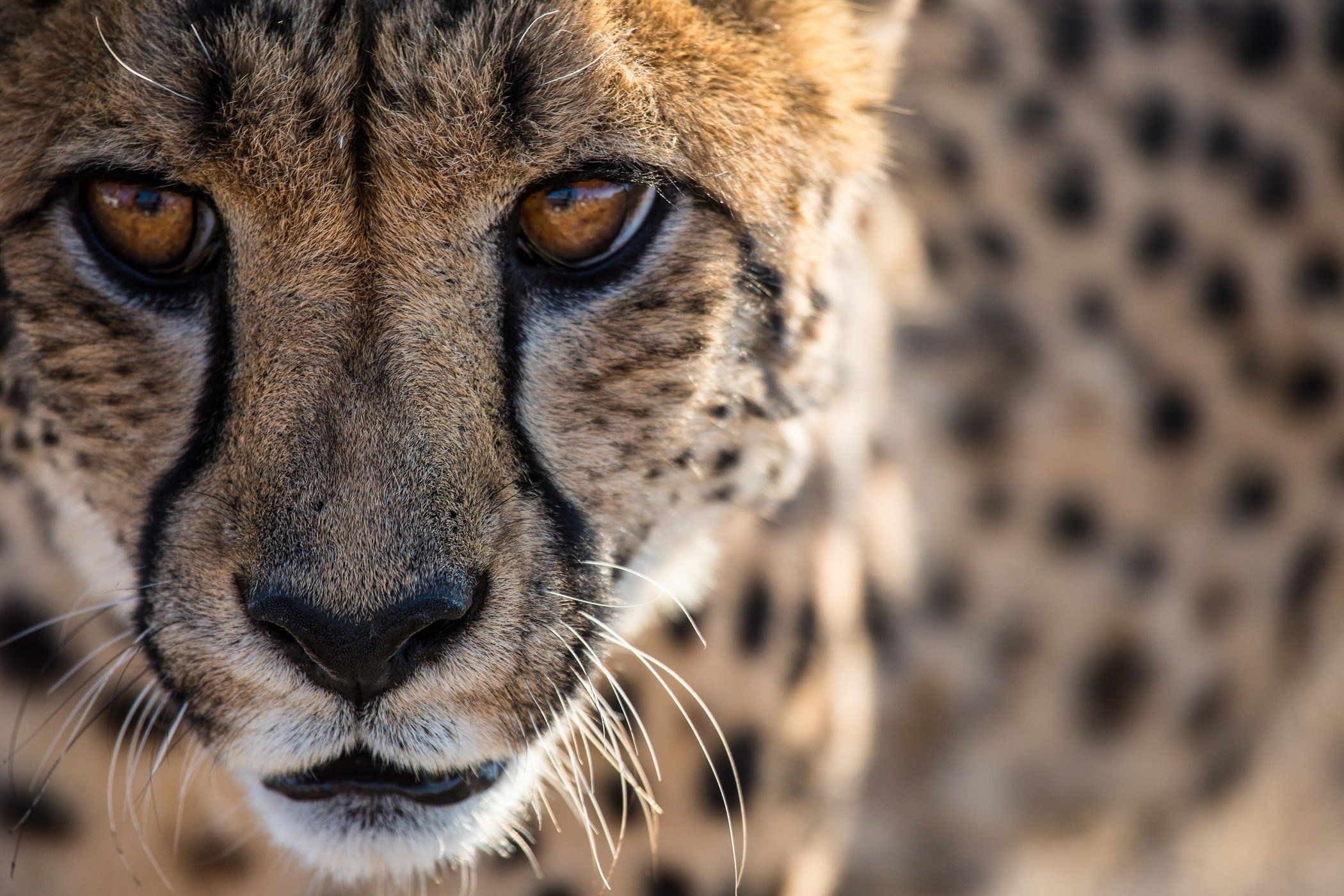 Cheetah wild cat predator face wallpaperx1400
