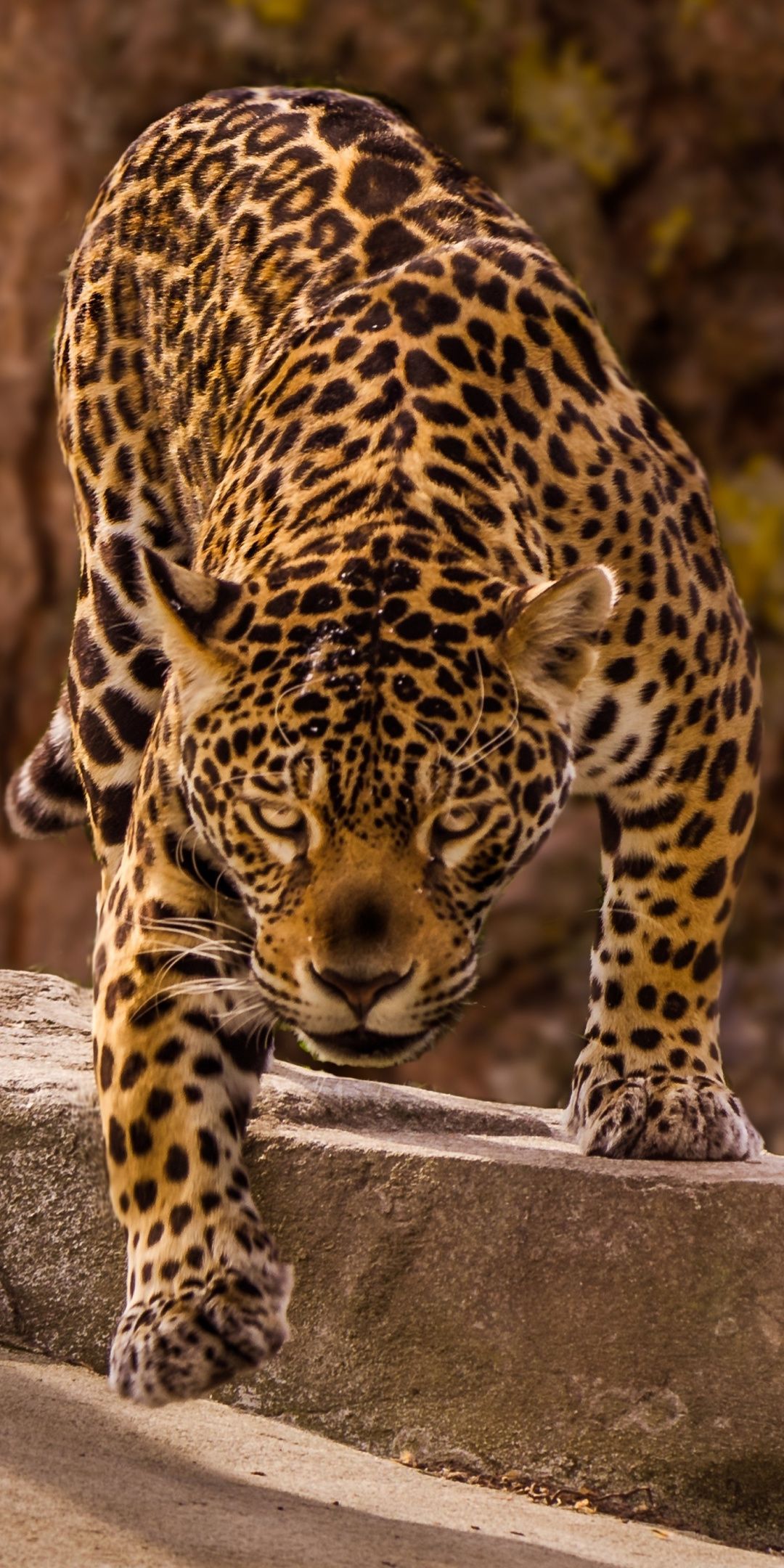 Jaguar, predator, wild, 1080x2160 wallpaper. Jaguar picture, Jaguar animal, Animals