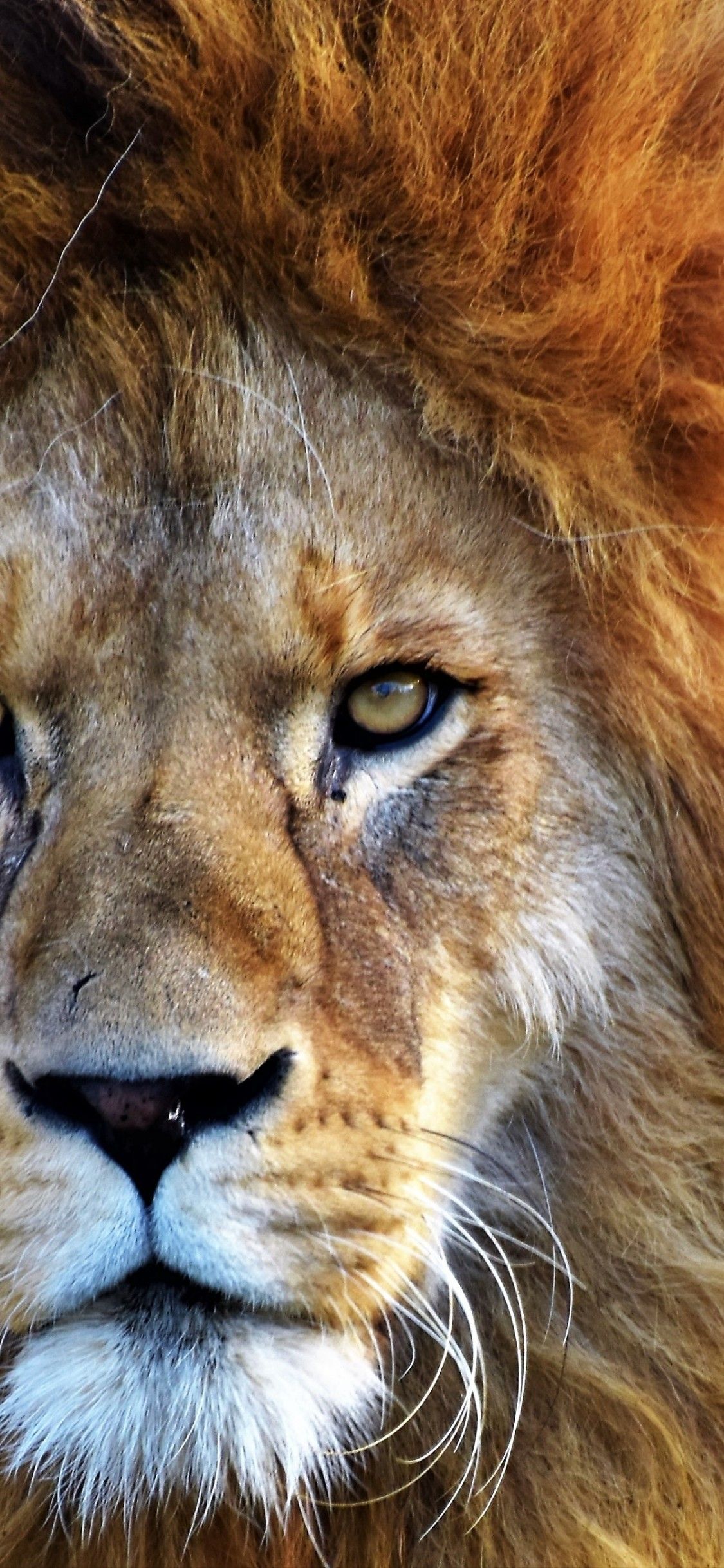 African Lion 4K Wallpaper, Big cat, Predator, Wild animal, Carnivore, Closeup, Animals