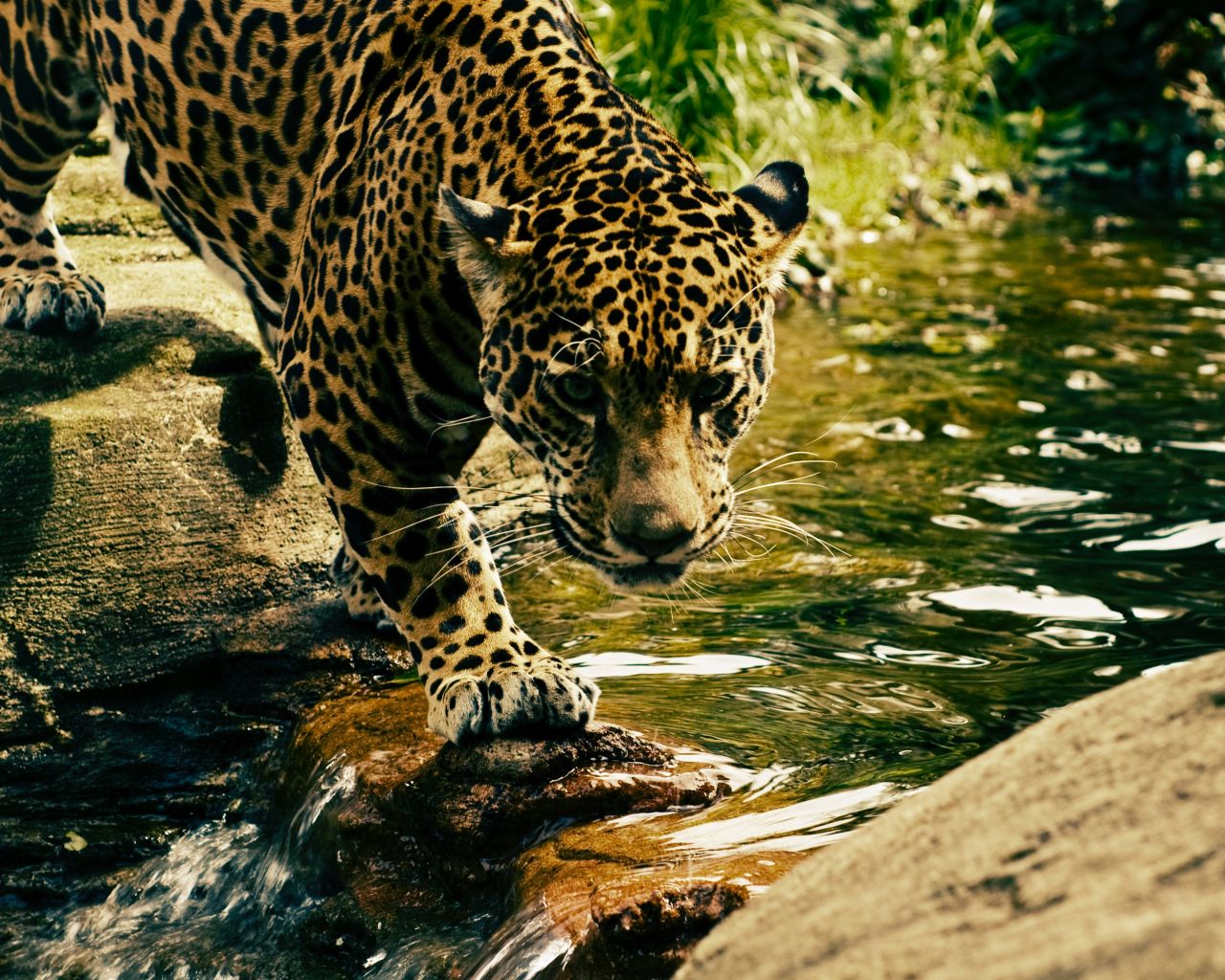 Download 1280x1024 wallpaper predator, jungle, wild animal, leopard, standard 5: fullscreen, 1280x1024 HD image, background, 585