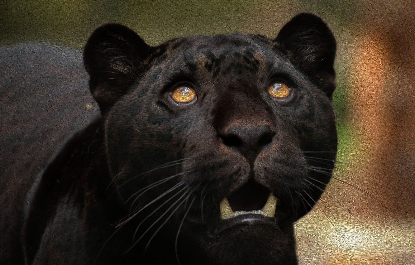 Wallpaper face, predator, Jaguar, wild image for desktop, section кошки