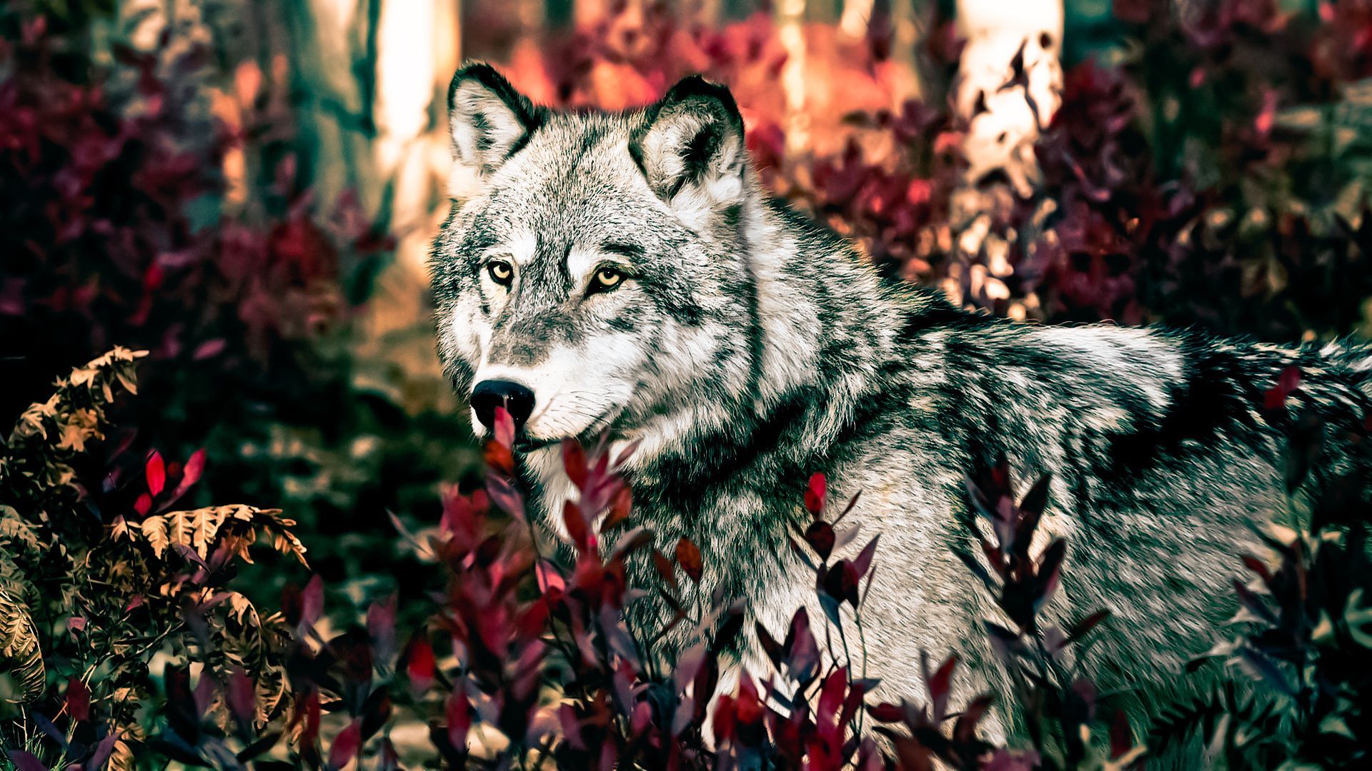 beast, wolf, forest, wild, predator wallpaper desktop background