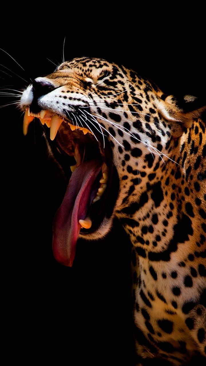 Leopard, predator, yawning, dark wallpaper. Wild animal wallpaper, Dark wallpaper, Wild cats