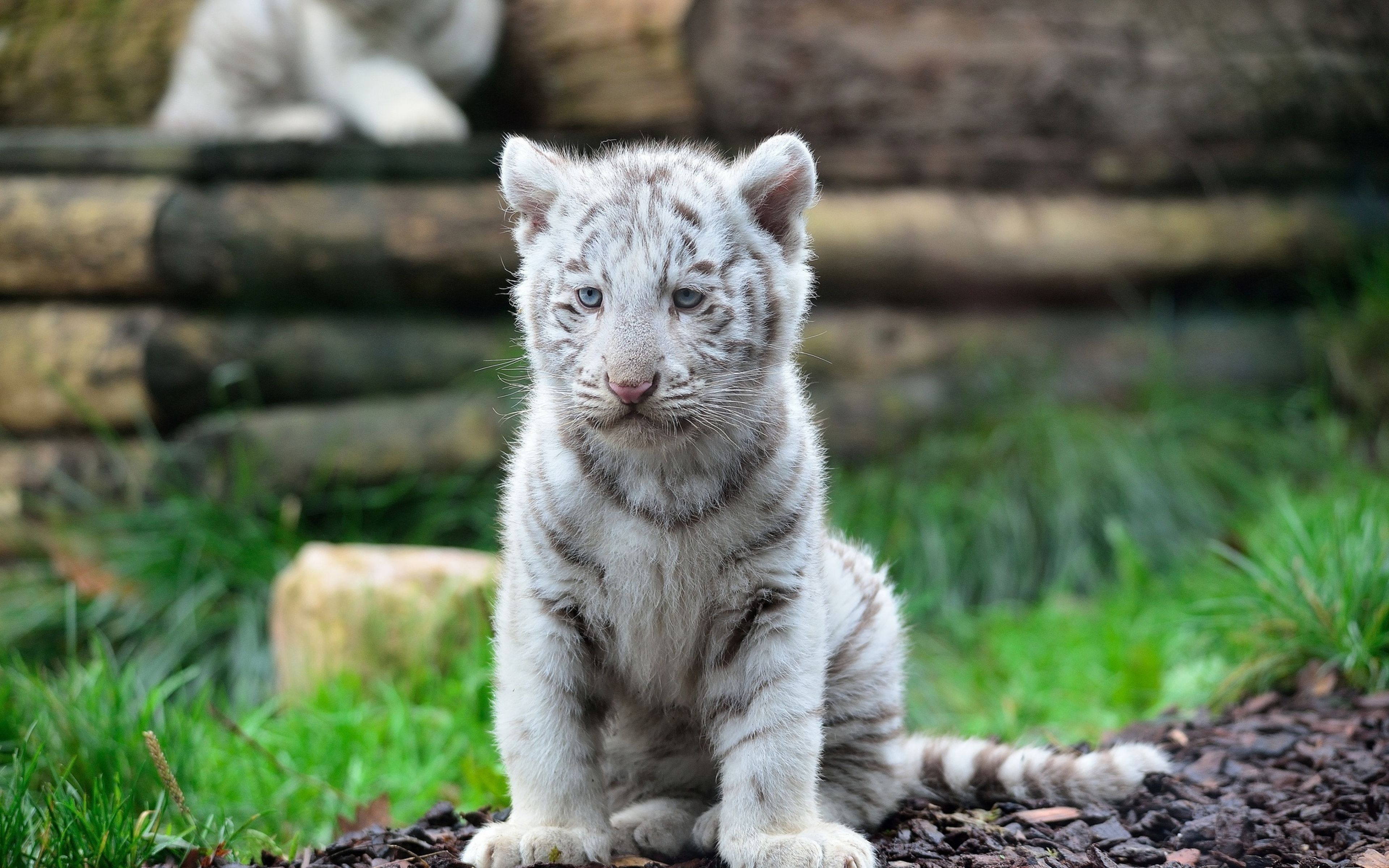 White Tiger Cub Wild Cat Predator Animal Wallpaper Tiger Cubs 4k Wallpaper & Background Download