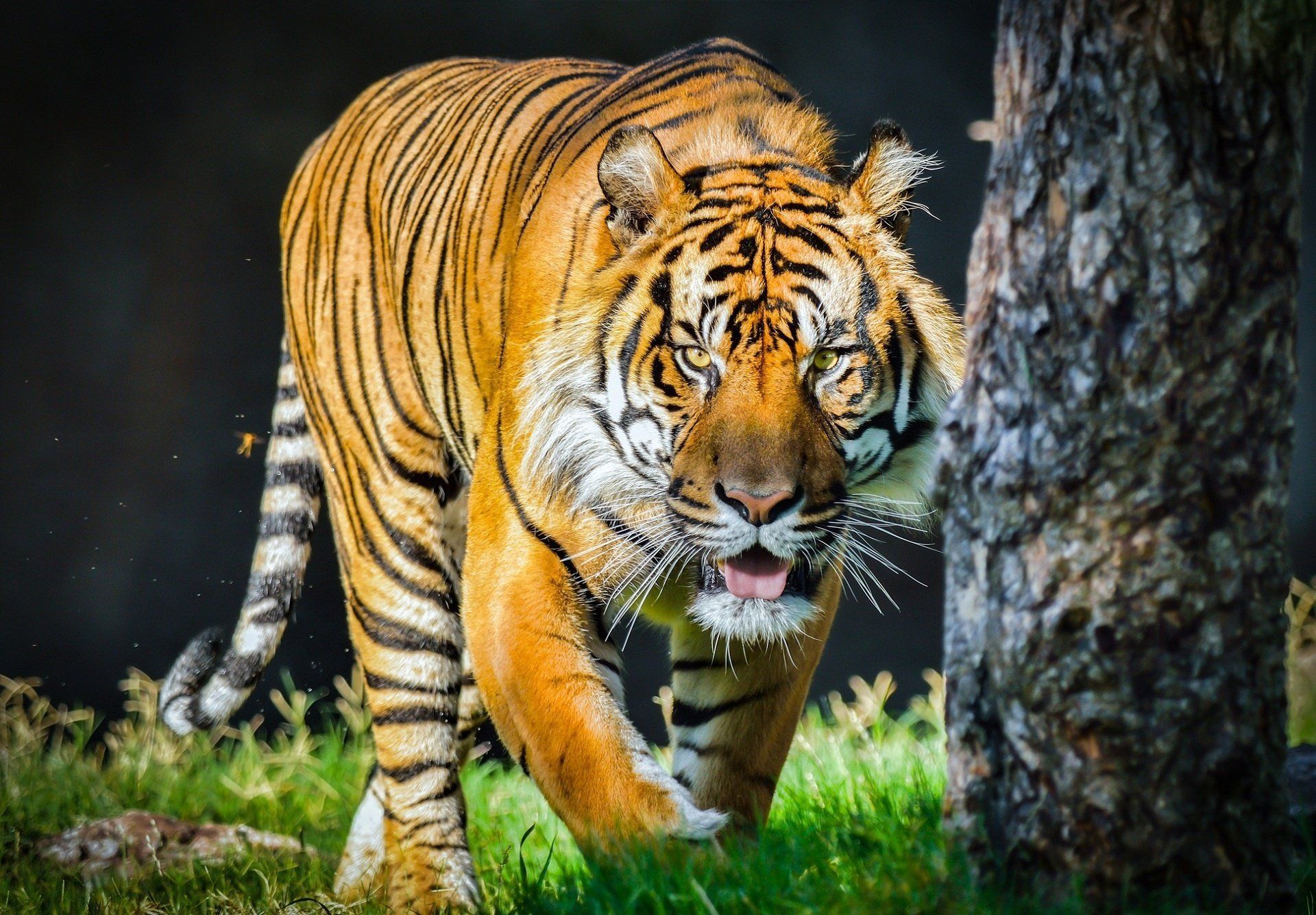 Orange tiger wild cat predator face tongue wallpaperx1335