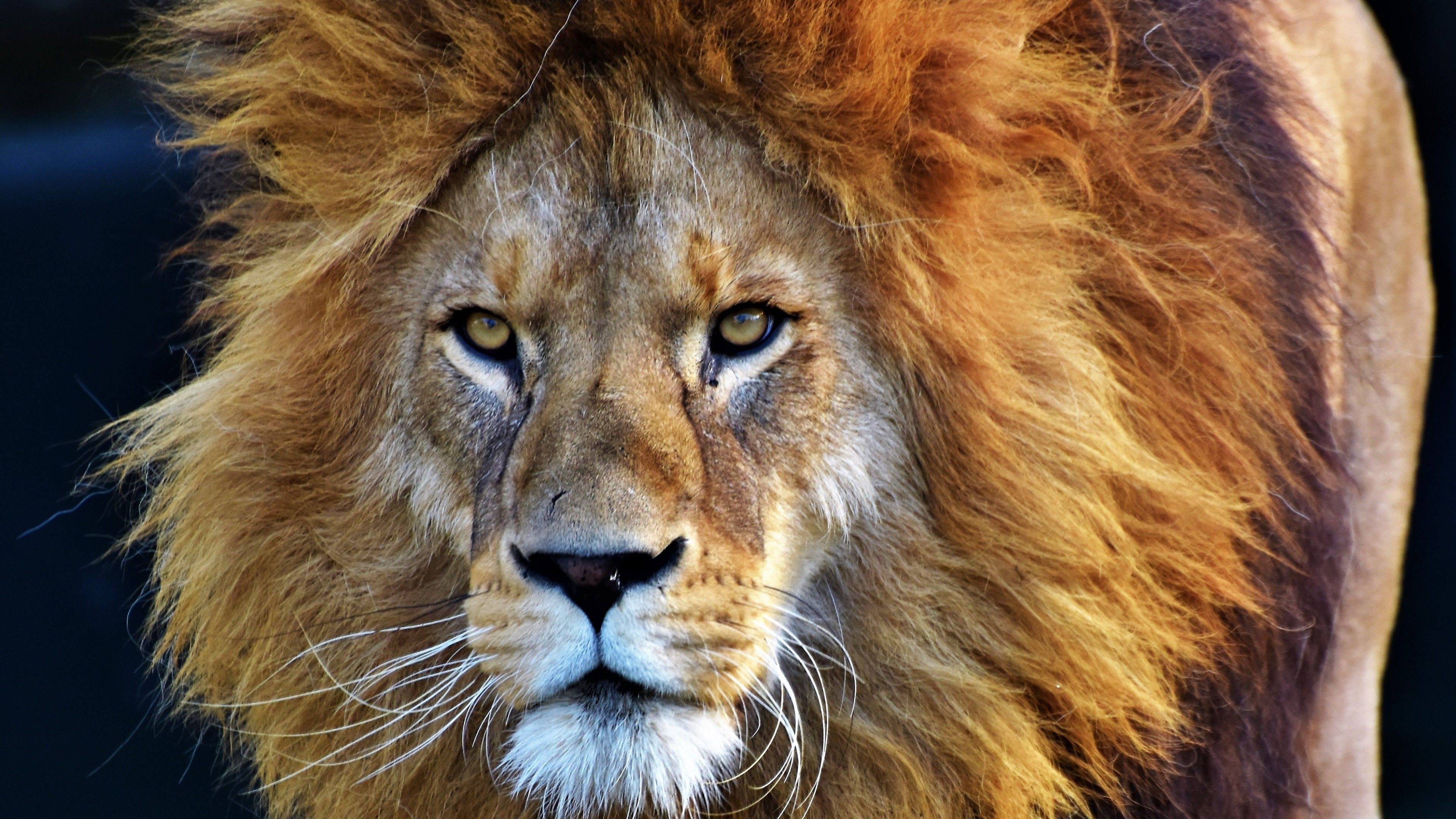 African Lion 4K Wallpaper, Big cat, Predator, Wild animal, Carnivore, Closeup, Animals