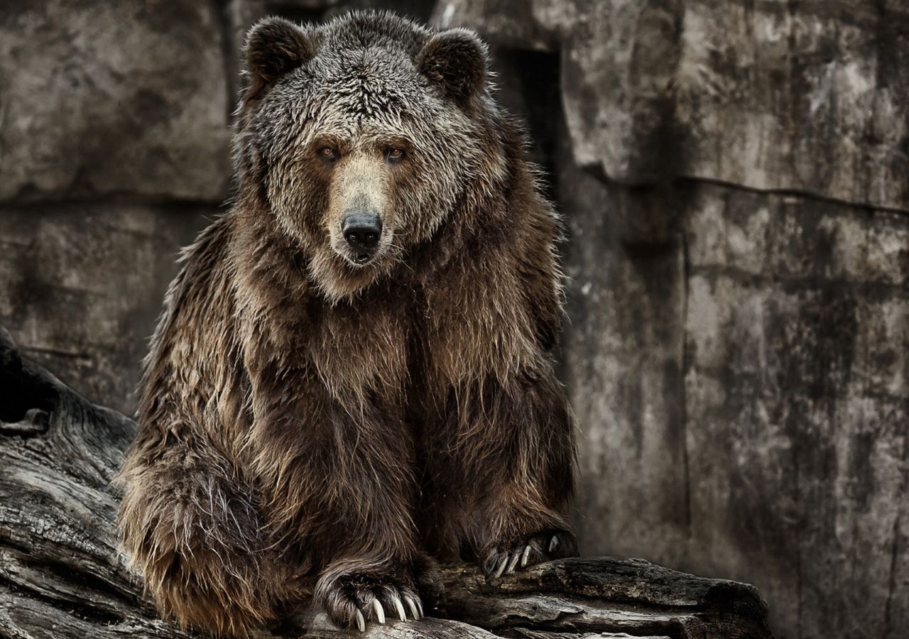 Desktop Wallpaper Bear, Predator, Wild Animal, Furry Animals, HD Image, Picture, Background, Fplntx