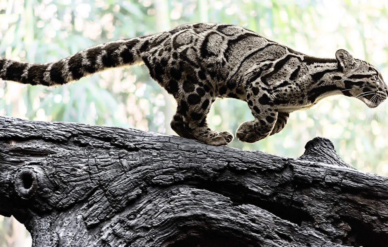 Wallpaper nature, predator, color, log, wild cat, clouded leopard image for desktop, section кошки