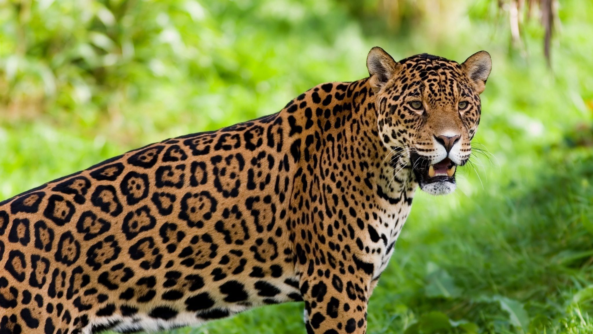 Download wallpaper 2048x1152 jaguar, wild cat, predator ultrawide monitor HD background