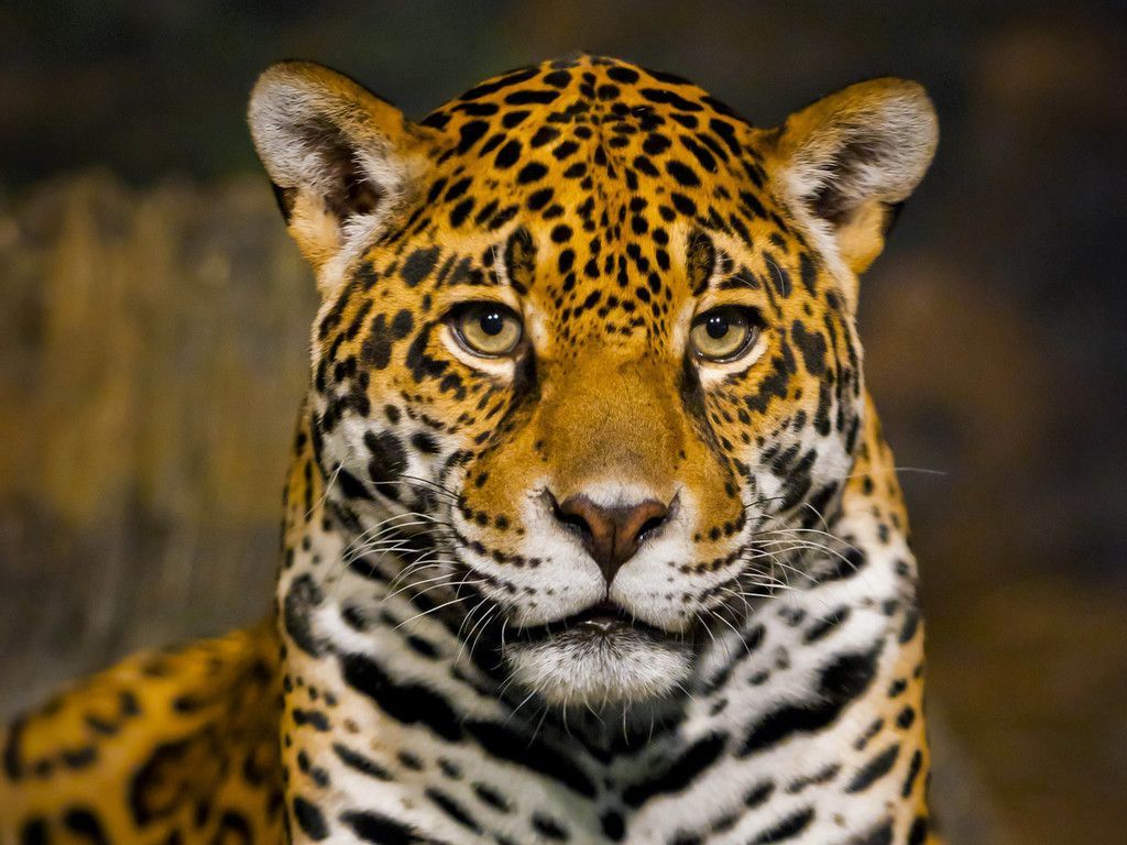 Big cat, wild cat, jaguar, muzzle, predator wallpaper. Wild cats, Animal wallpaper, Big cats