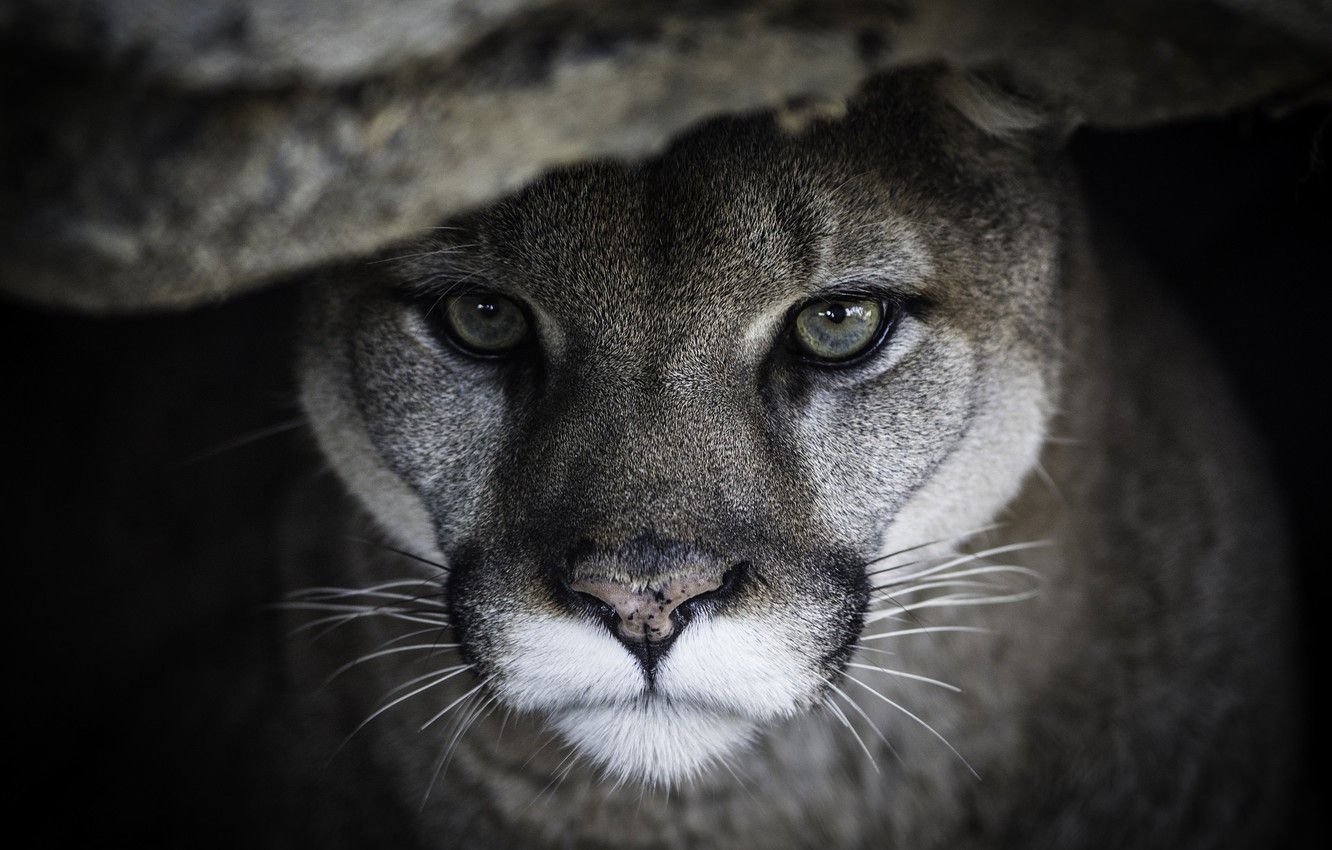 Photo Wallpaper Face, Portrait, Predator, Puma, Wild Wild HD Wallpaper