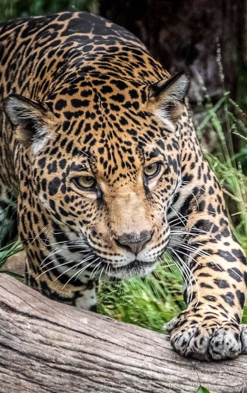 Jaguar, Wild Cat, Predator, Wild, Wallpaper Background Jaguar