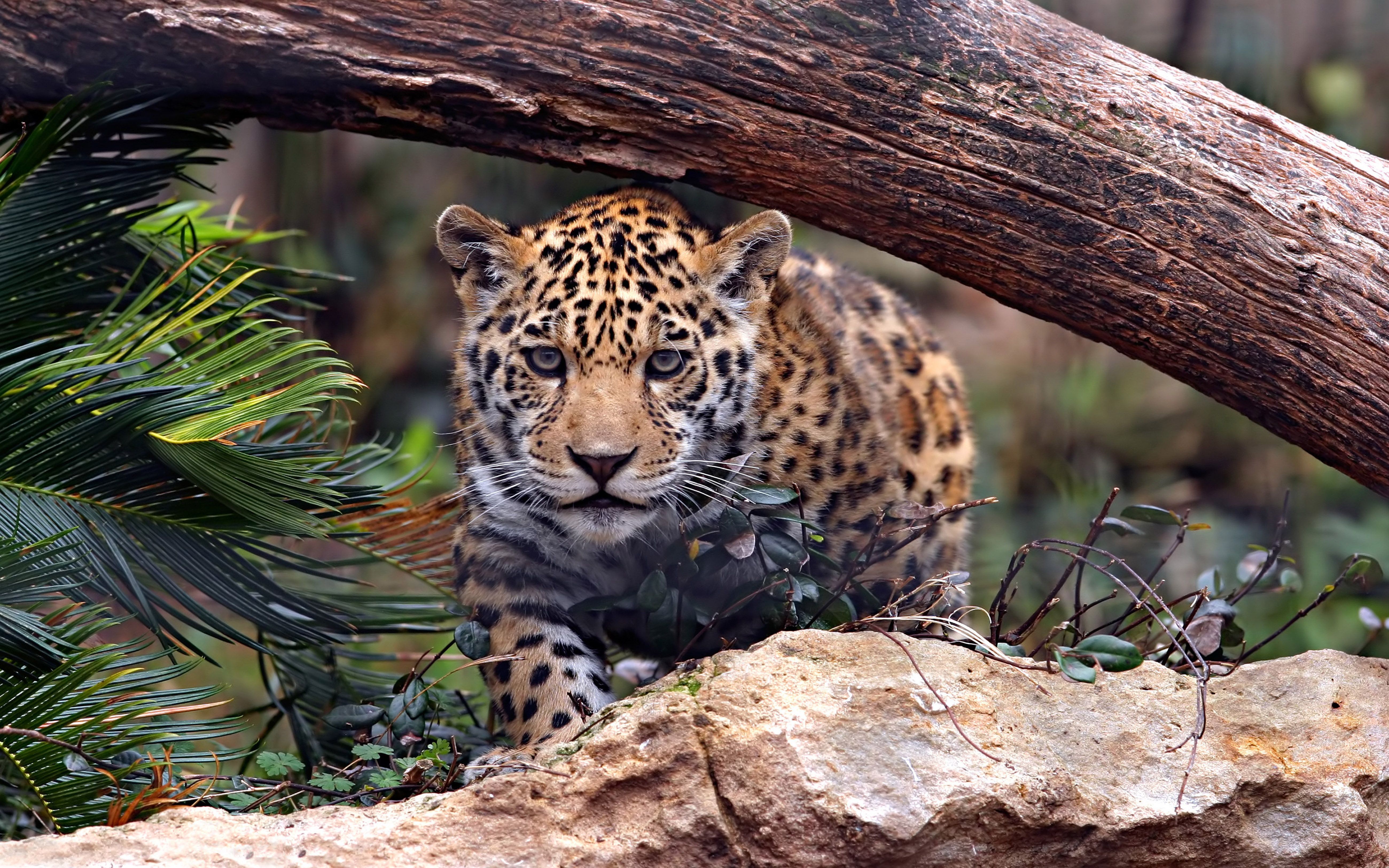 Animals Jaguar Predator Wild Cat Uhd 4k Wallpaper For Desktop Mobile Phones 5200x3250, Wallpaper13.com