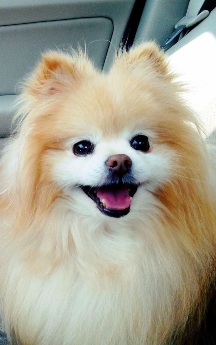 Cute Boo Pomeranian 4k HD Android And iPhone Wallpaper Background And Lockscreen Check More At