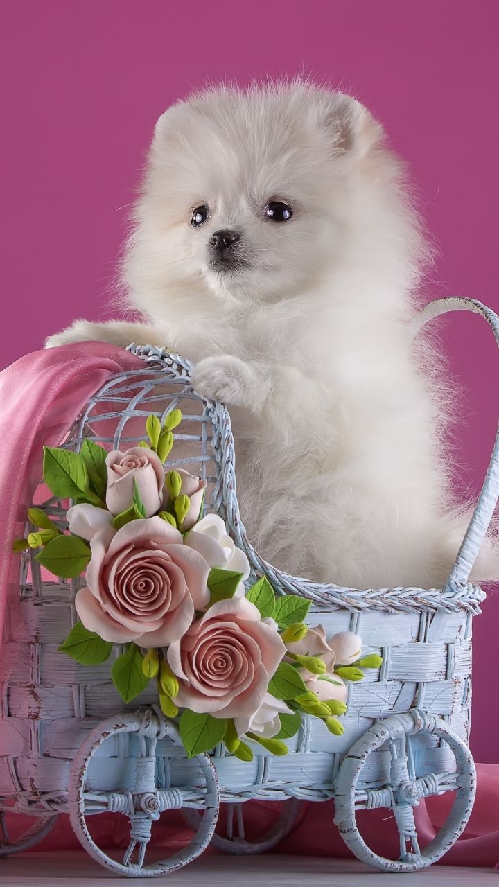 Puppy Wallpaper Pomeranian