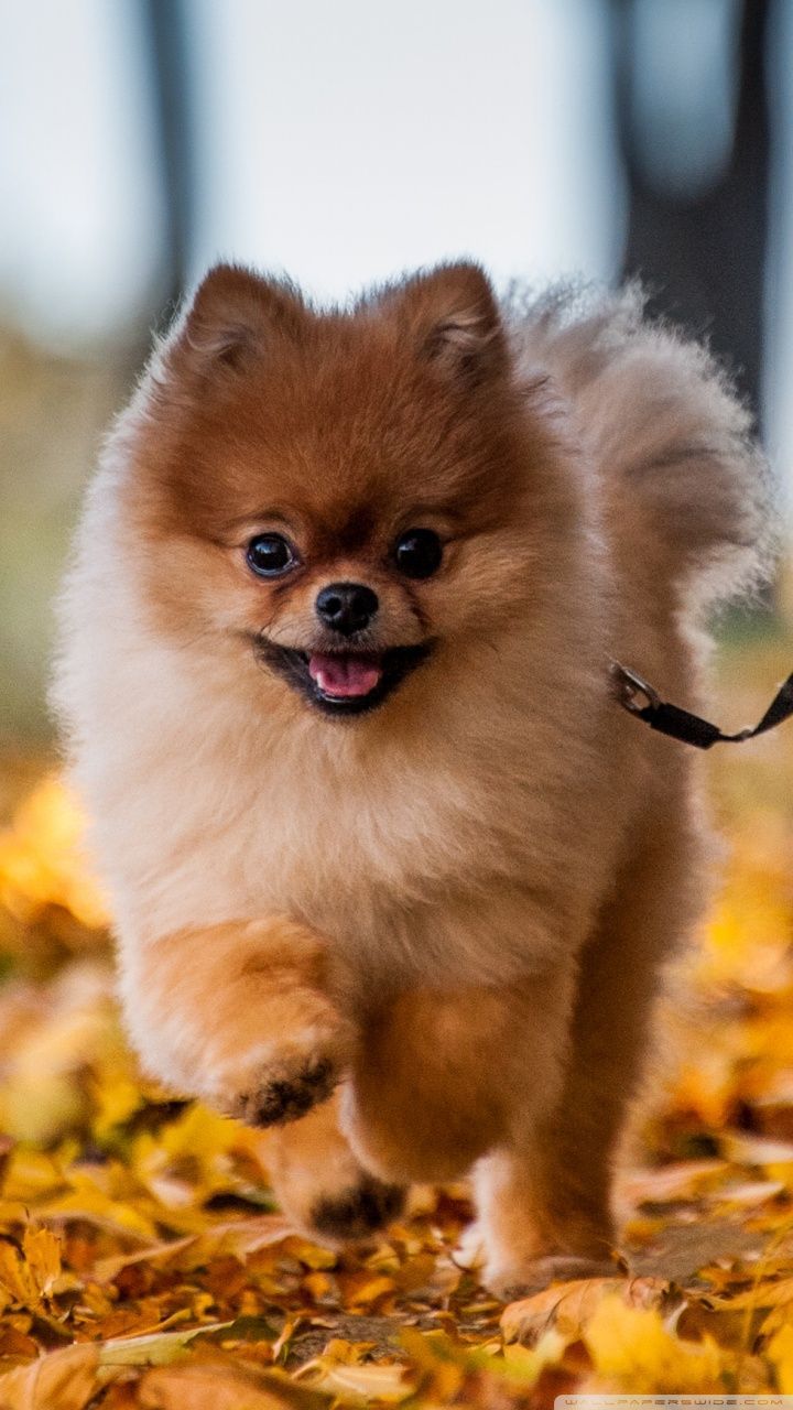 Pomeranian Puppy Wallpaper Free Pomeranian Puppy Background