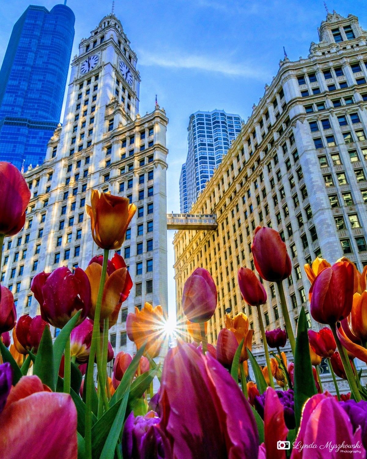 Chicago. Chicago spring, Flower picture, Spring