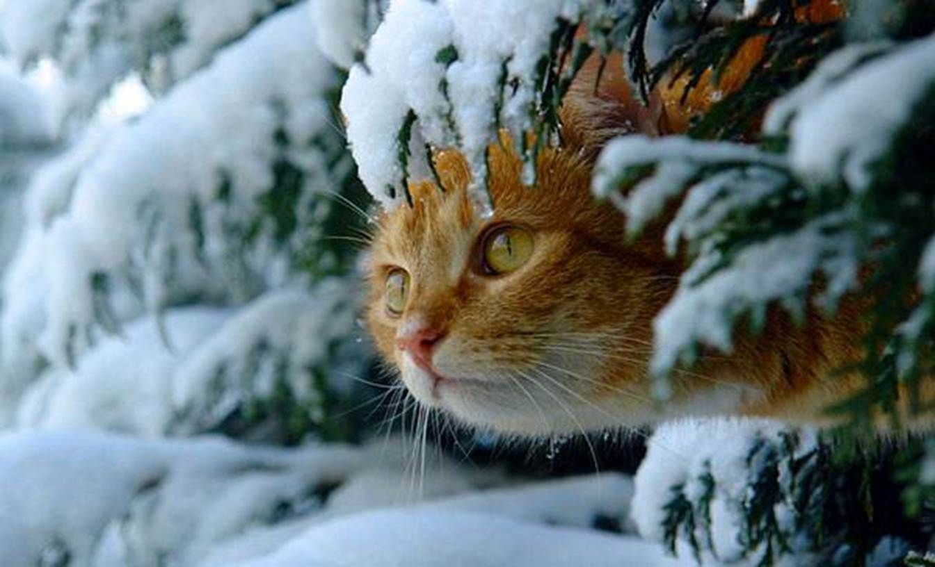 Cats Snow Kitty Animals Winter Cute Cat Desktop Background Cats