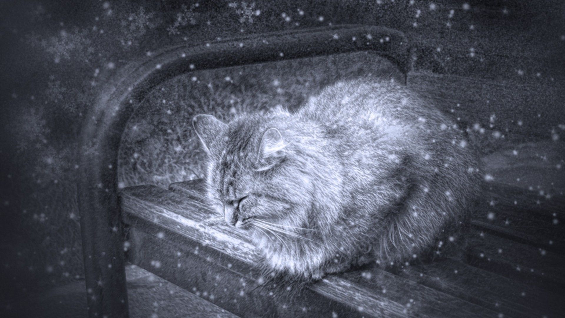Desktop Wallpaper Winter Cat