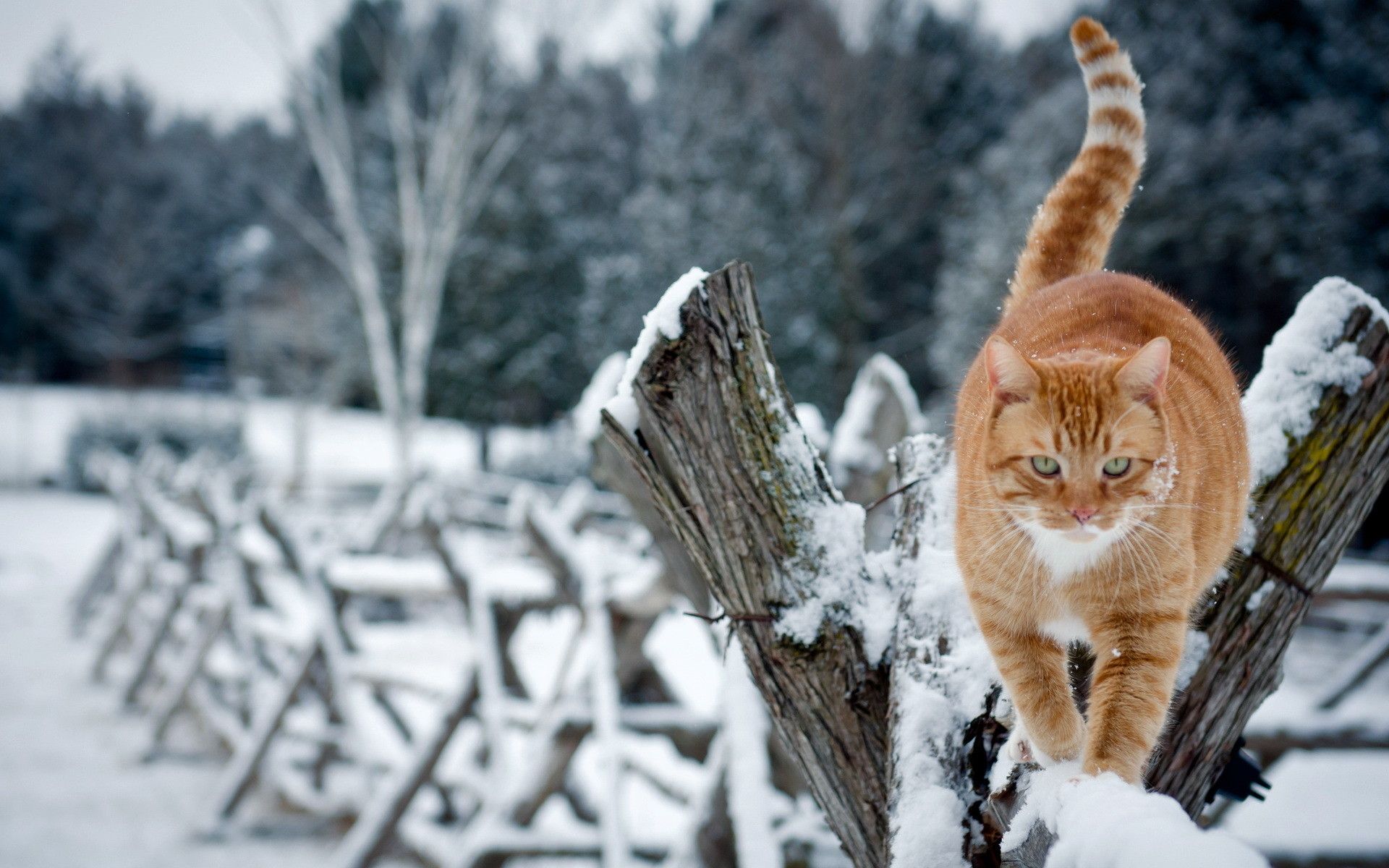 Desktop Background Winter Cats Wallpaper