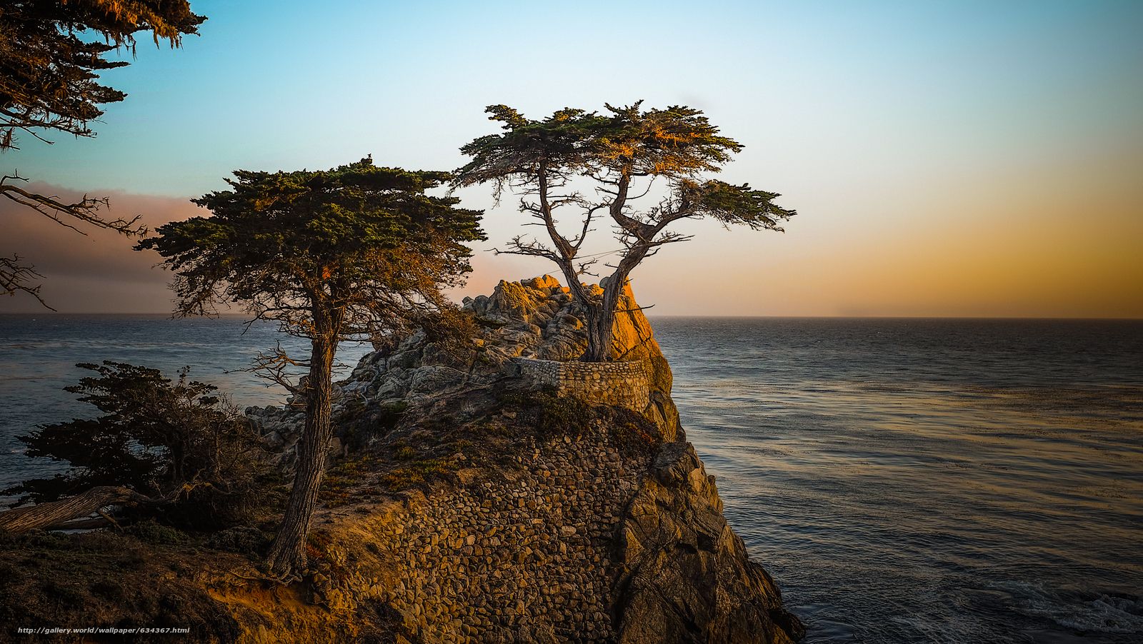 Lone Cypress Wallpaper. Cypress Swamp Wallpaper, Cypress Hill Wallpaper and Cypress Lumber Background