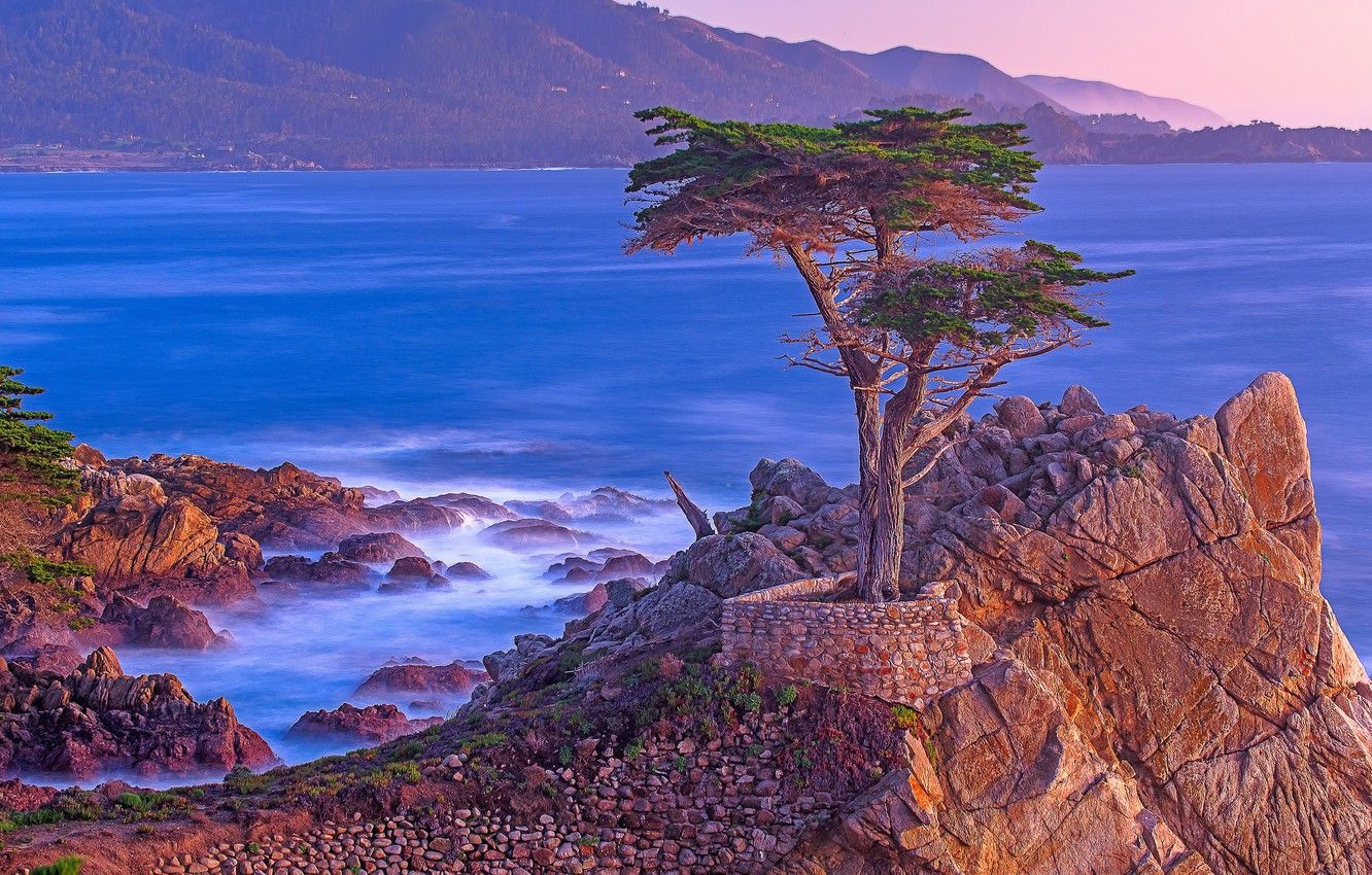 Wallpaper sea, tree, rocks, CA, USA, Monterey, Lone Cypress Point image for desktop, section пейзажи