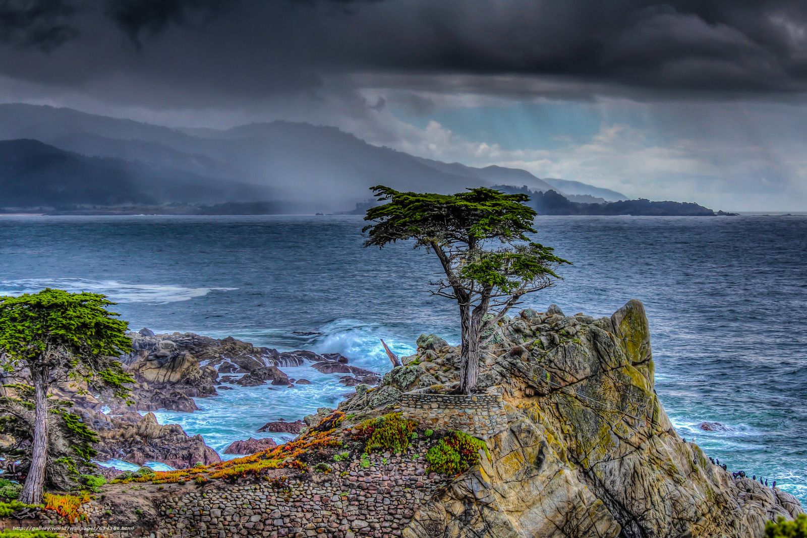 Download Wallpaper Lone Cypress, Pebble Beach, California, Lone Cypress