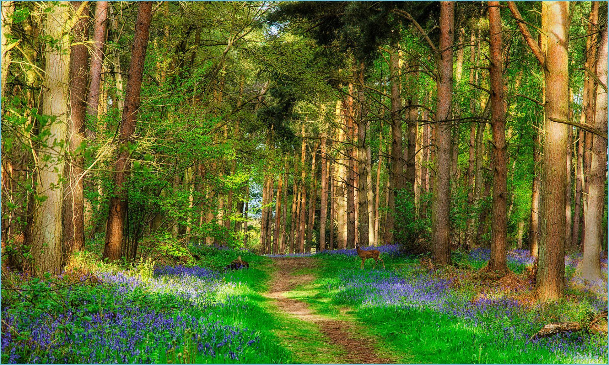 Spring Forest Wallpapers Wallpaper Cave