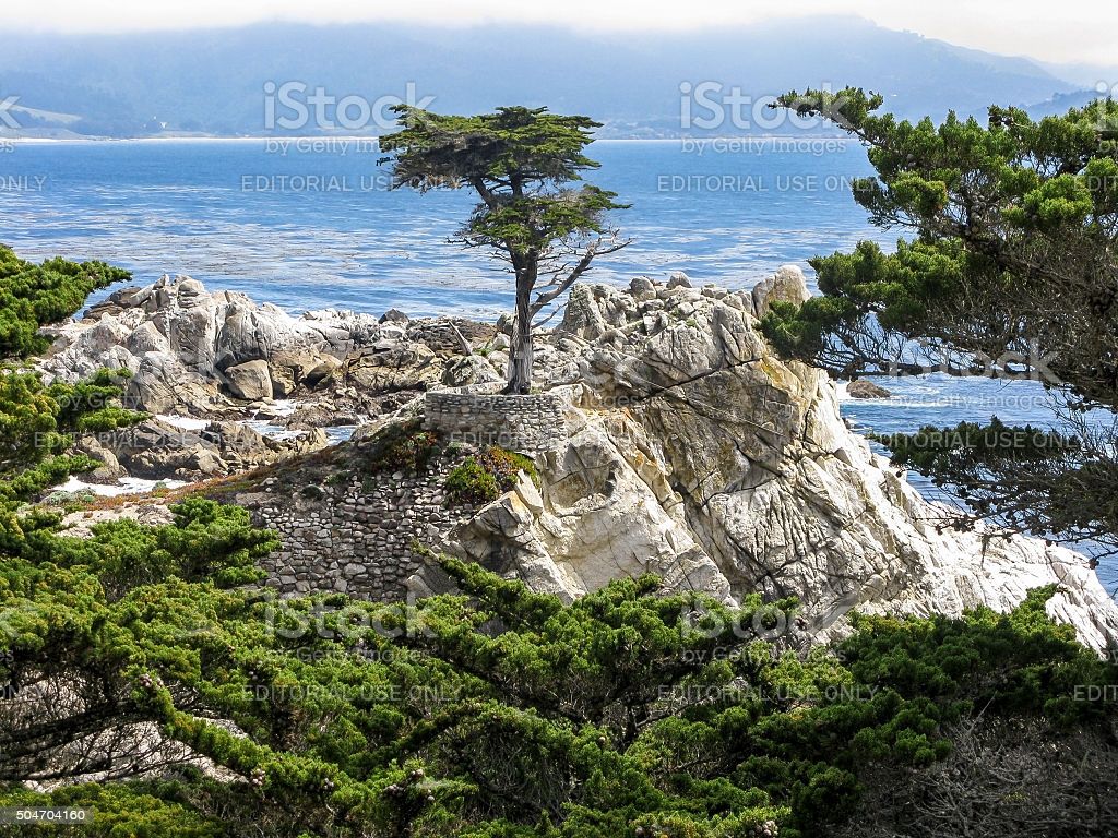 The Lone Cypress Pebble Beach California Image Now