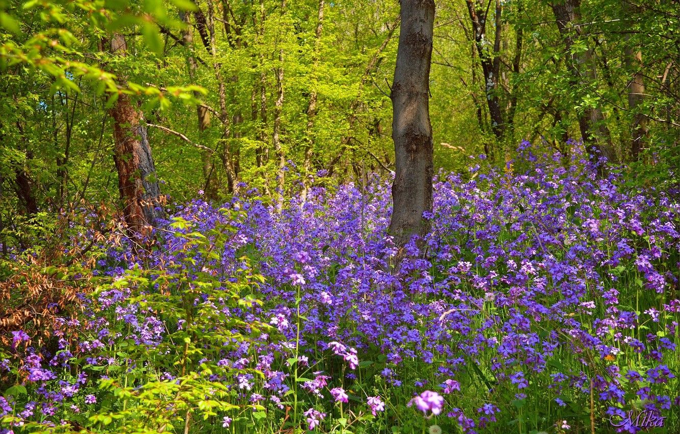 Wallpaper Spring, Forest, Flowers, Flowers, Spring, Forest image for desktop, section природа