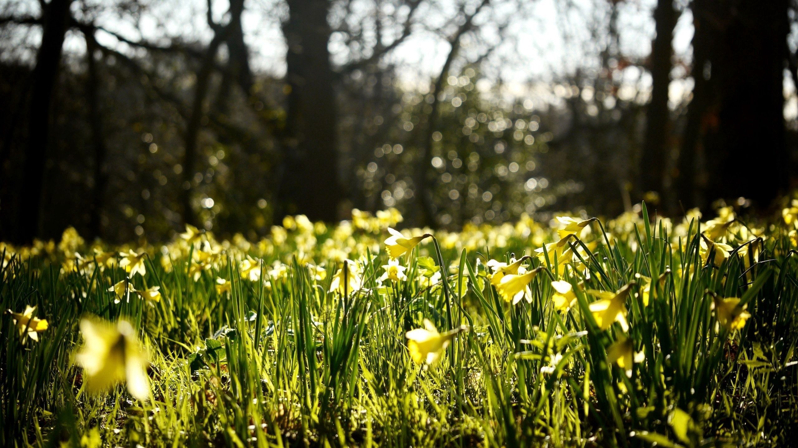 Download wallpaper 2560x1440 daffodils, spring, forest, nature, reflections widescreen 16:9 HD background
