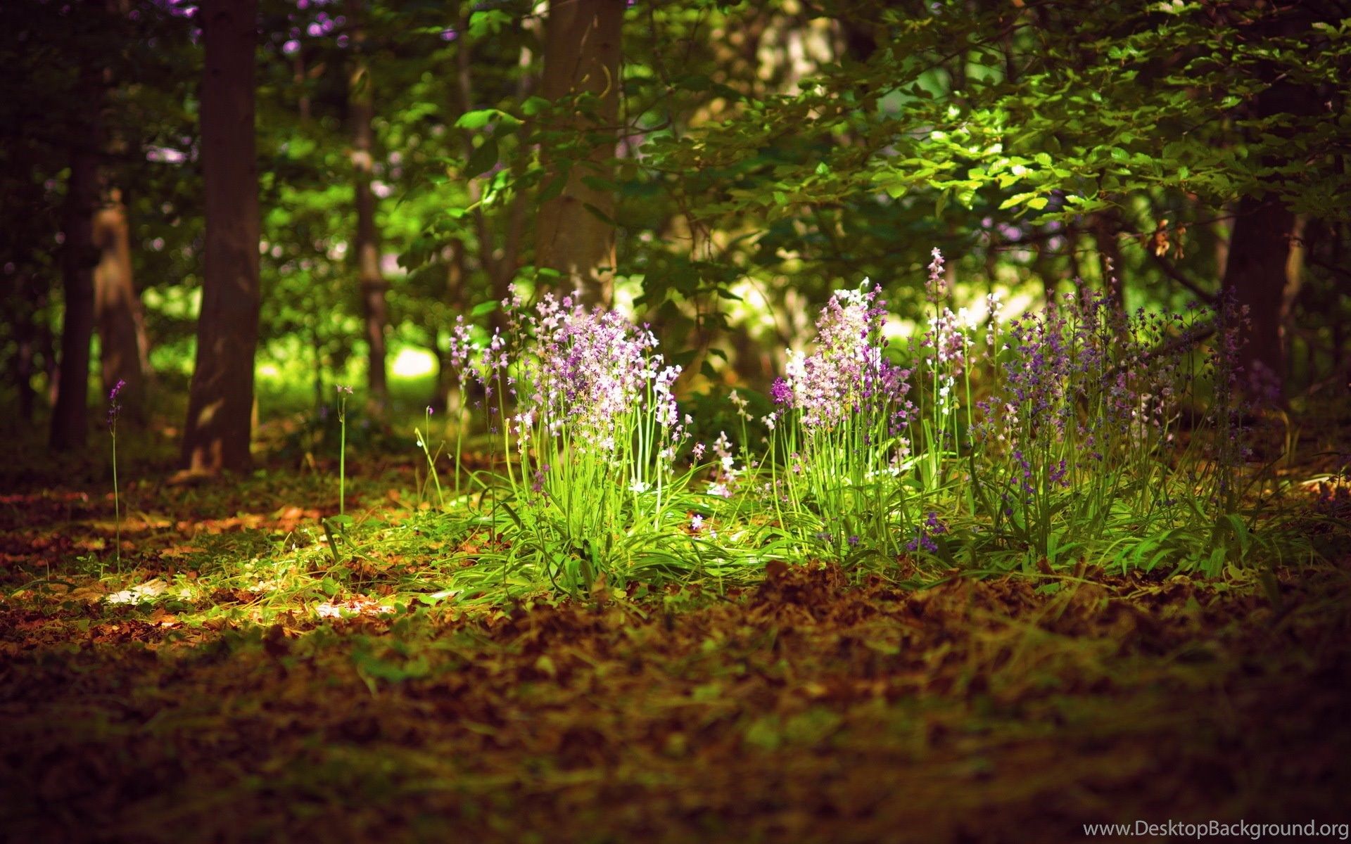 Best HD Spring Forest Background Wallpaper Desktop Background