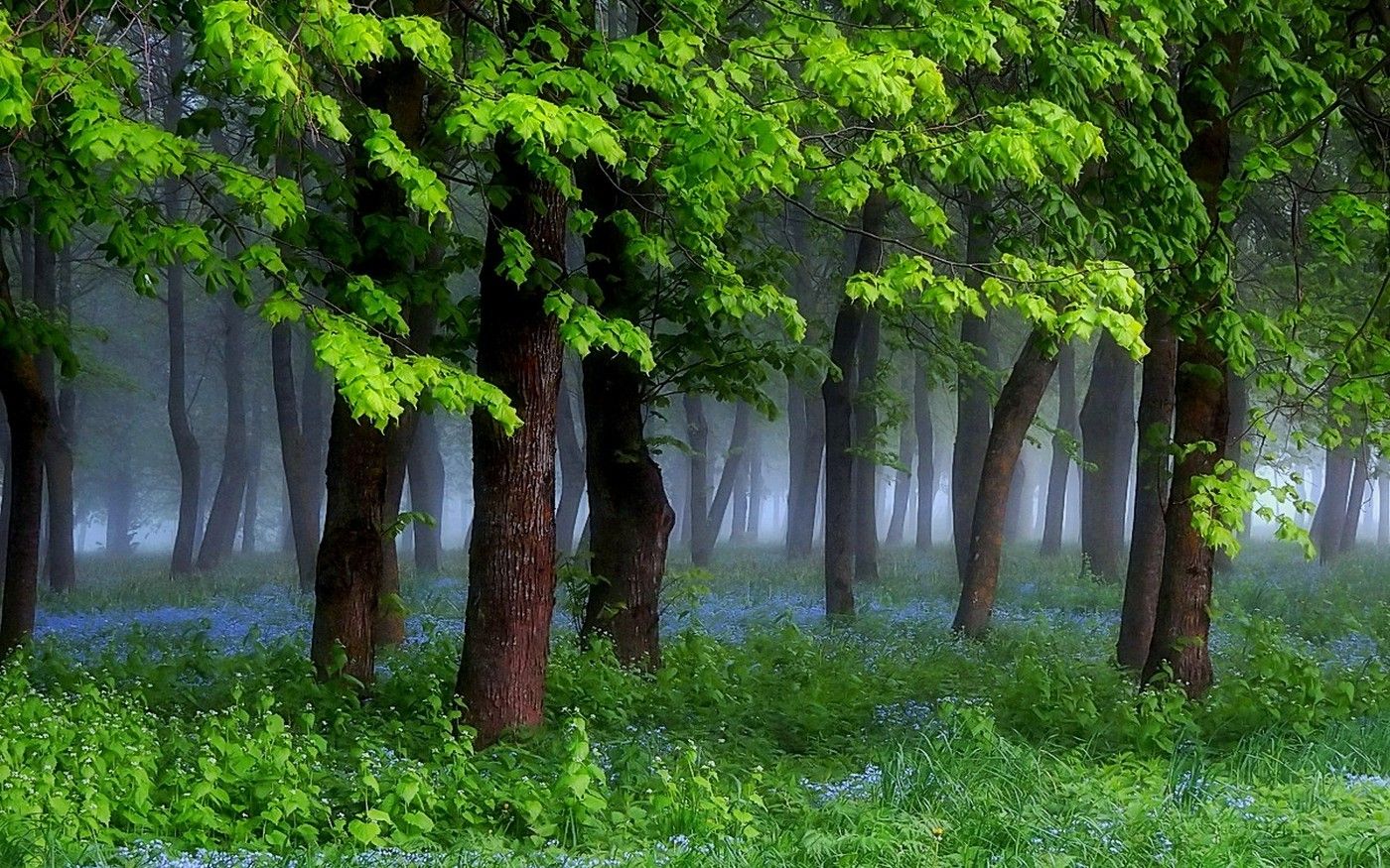 nature, Landscape, Spring, Forest, Grass, Wildflowers, Mist, Trees, Green, Morning, Shrubs Wallpaper HD / Desktop and Mobile Background